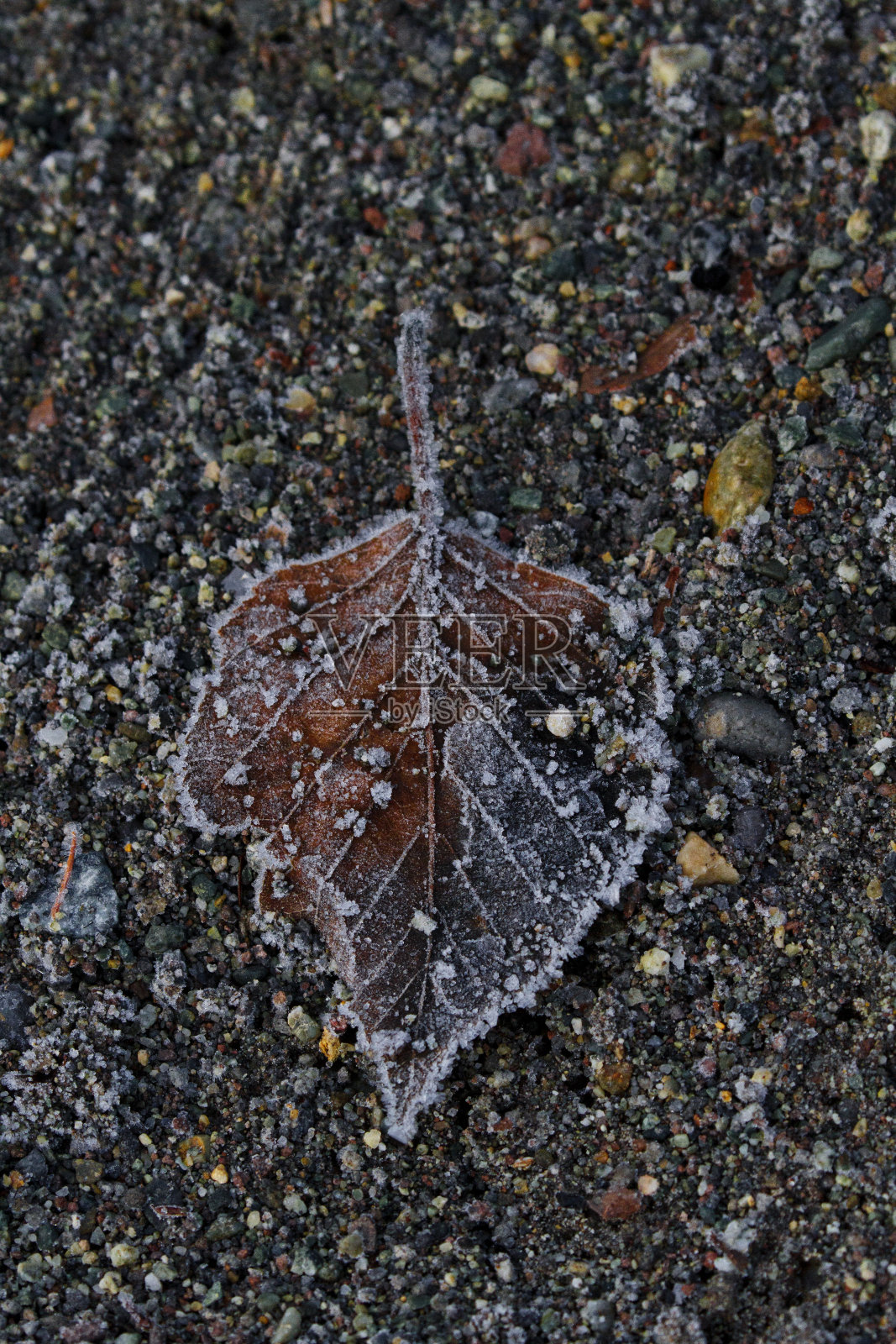 琥珀色和灰色的树叶与砂砾背景上的霜冻交相辉映照片摄影图片