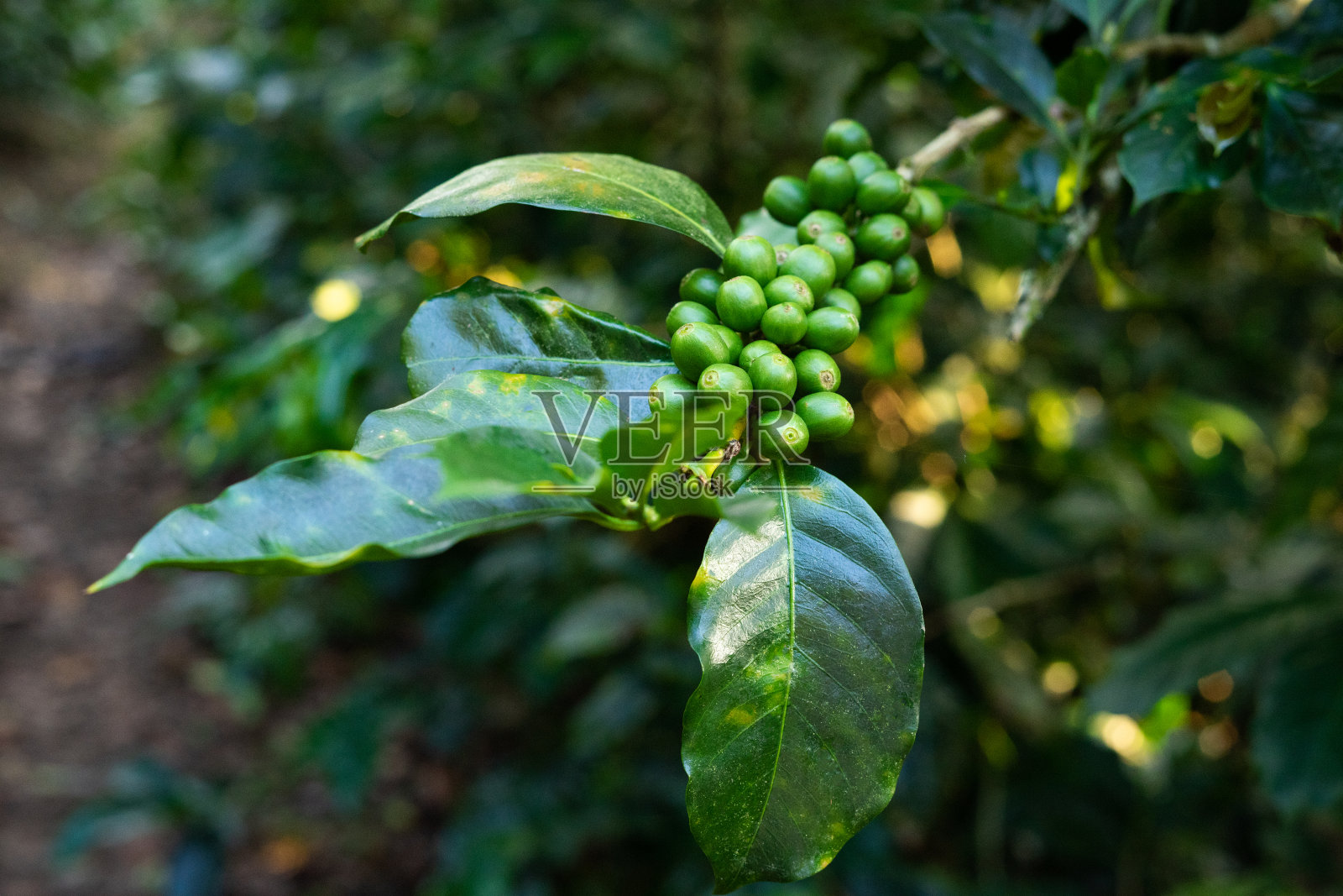 长着绿色果实的咖啡树。与咖啡相关的概念。照片摄影图片