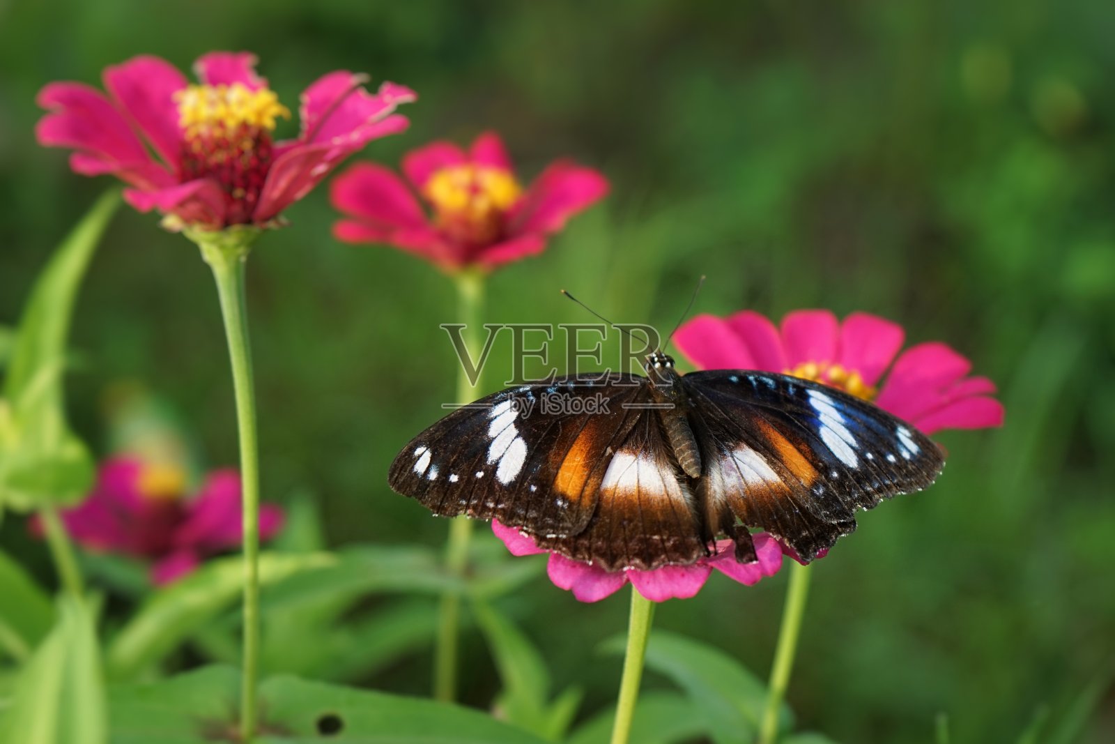 蝴蝶和粉红色的花照片摄影图片