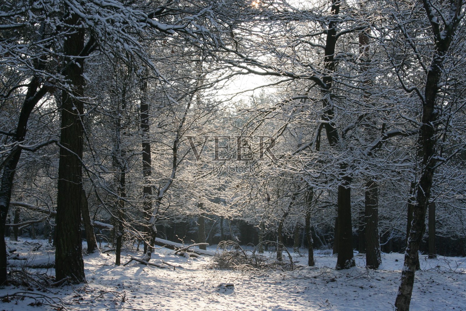 日出时树林里的雪景。照片摄影图片