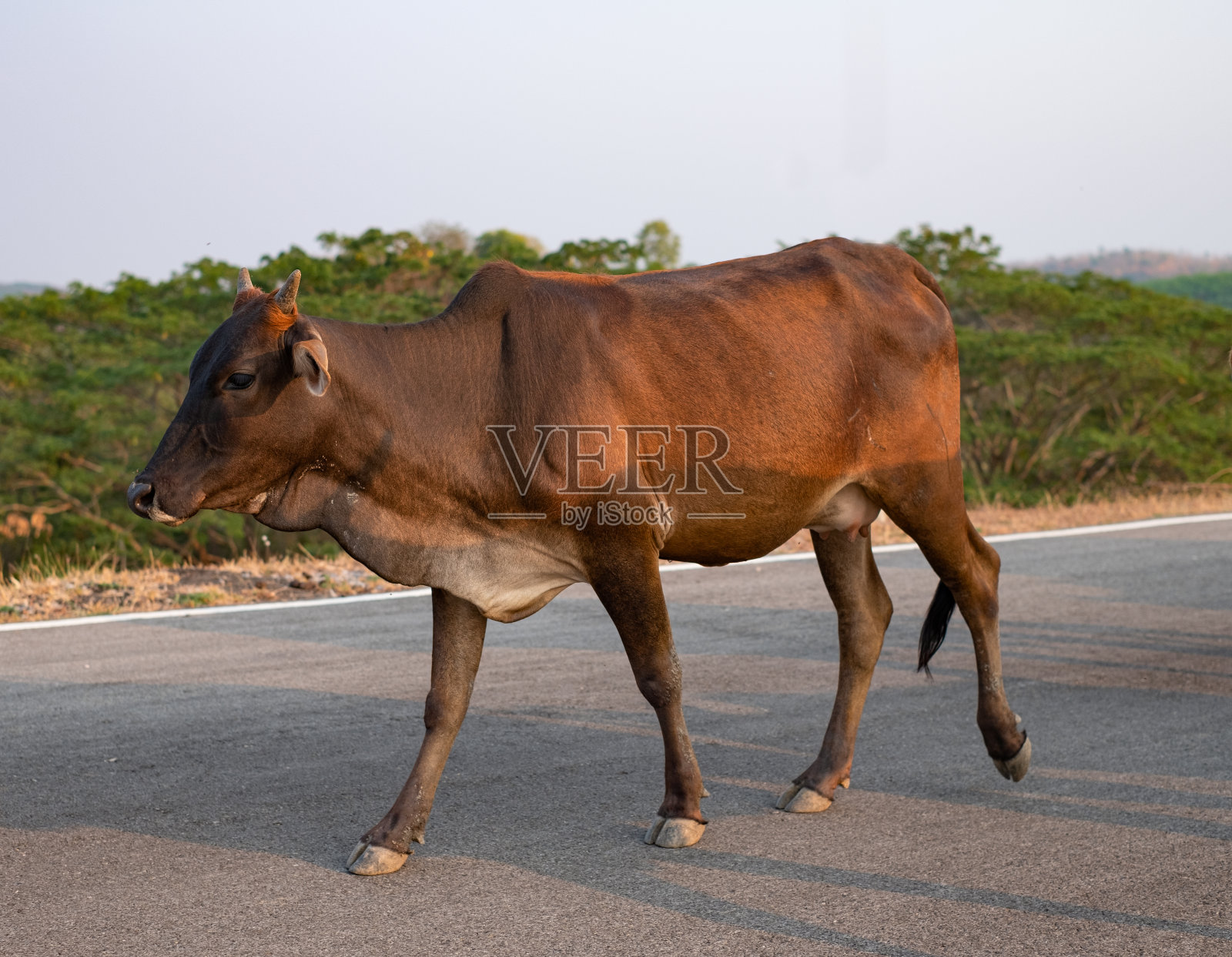一群牛走在泰国的水泥路上照片摄影图片