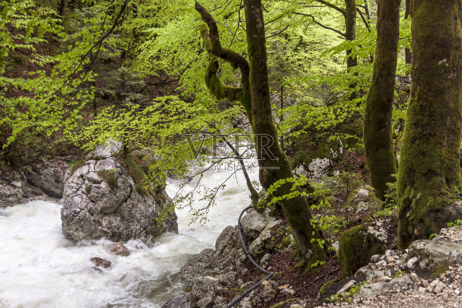 文塔格尔峡谷 - 斯洛文尼亚。照片摄影图片
