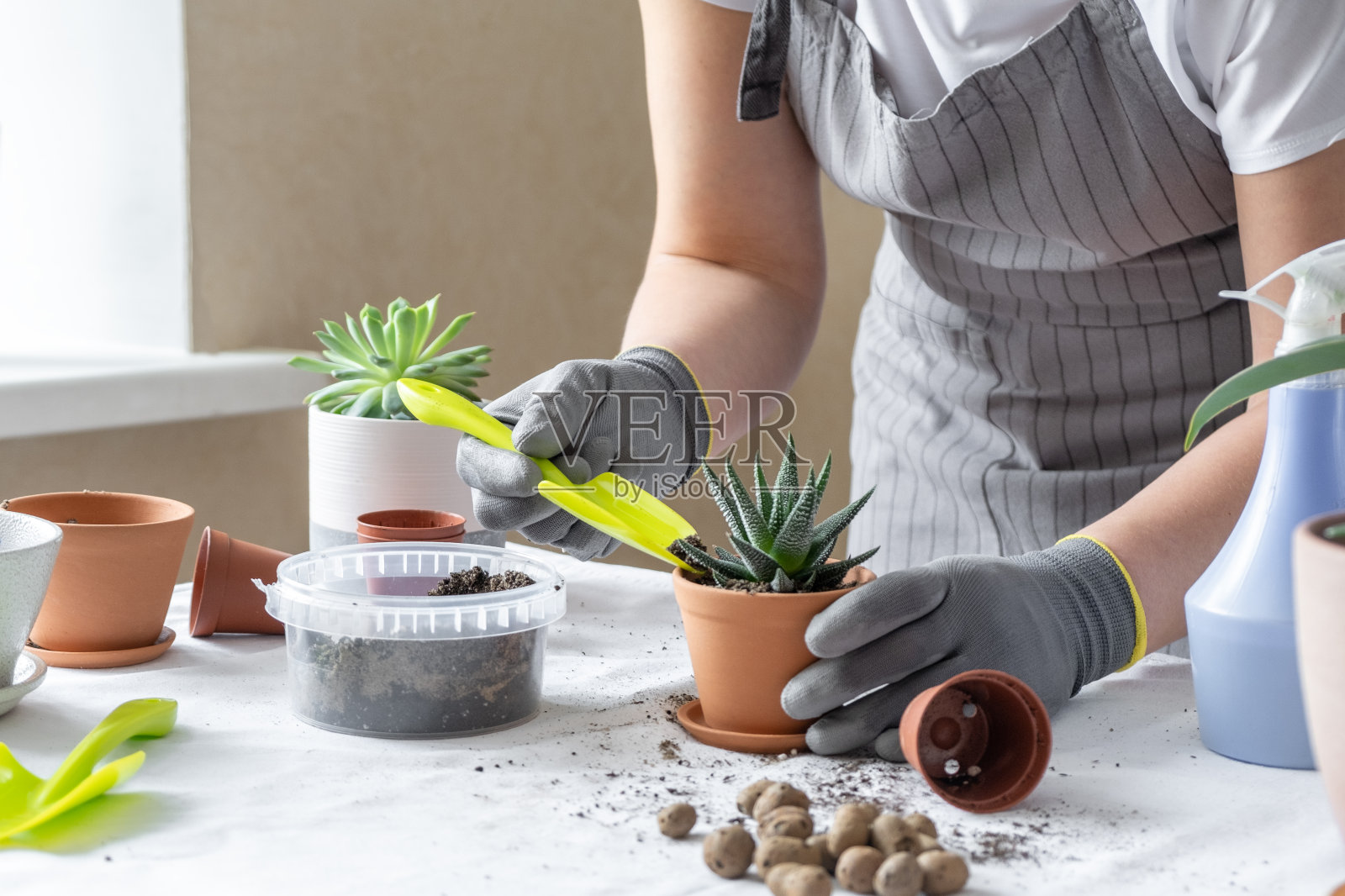 女人用手把多汁植物移植在桌上的陶罐里。室内花园家居概念。照片摄影图片