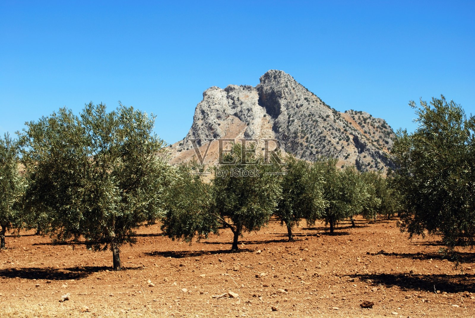 西班牙安特奎拉，情侣岩石和橄榄树。照片摄影图片