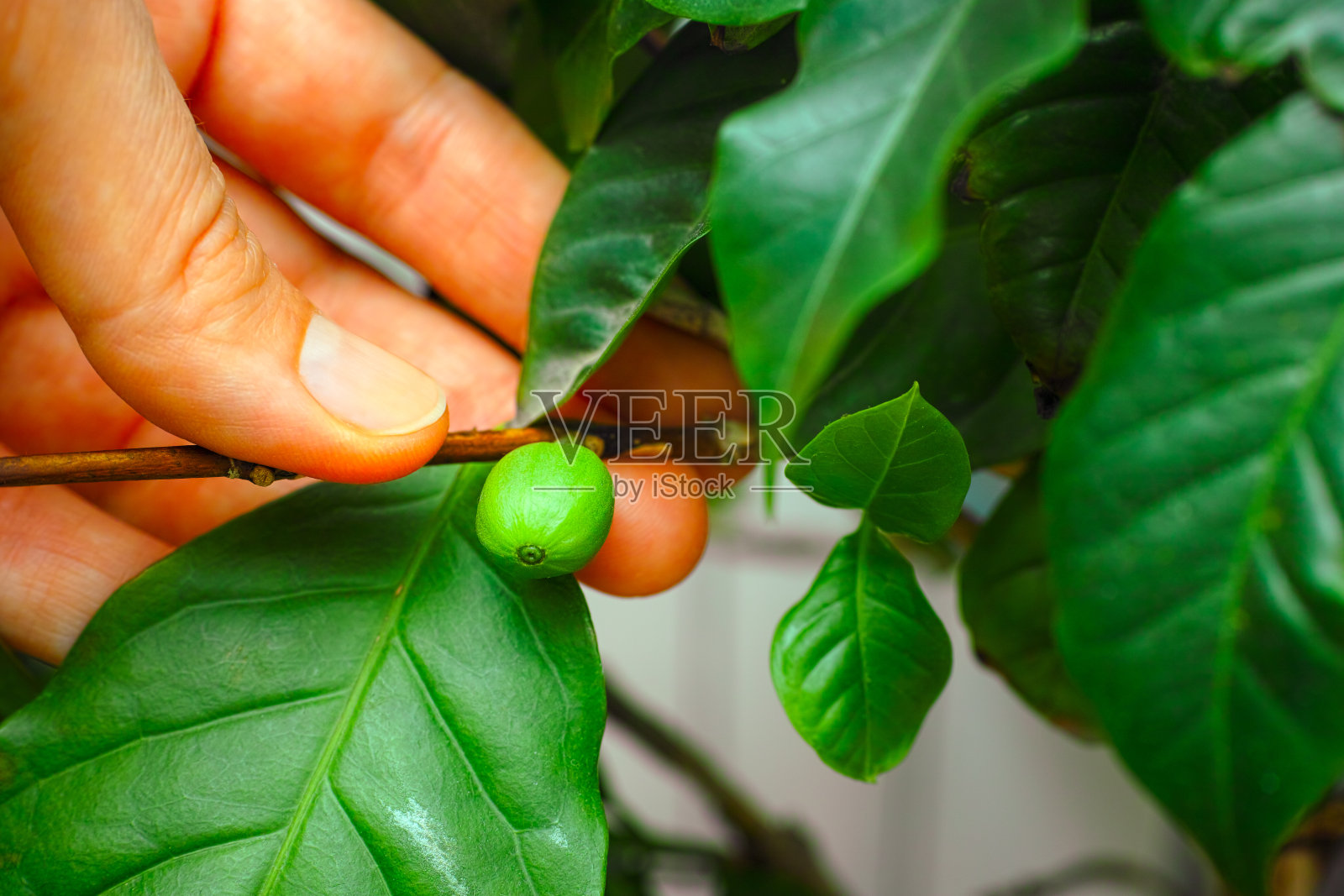 女人手拿绿咖啡豆放在咖啡树枝上。特写镜头。照片摄影图片