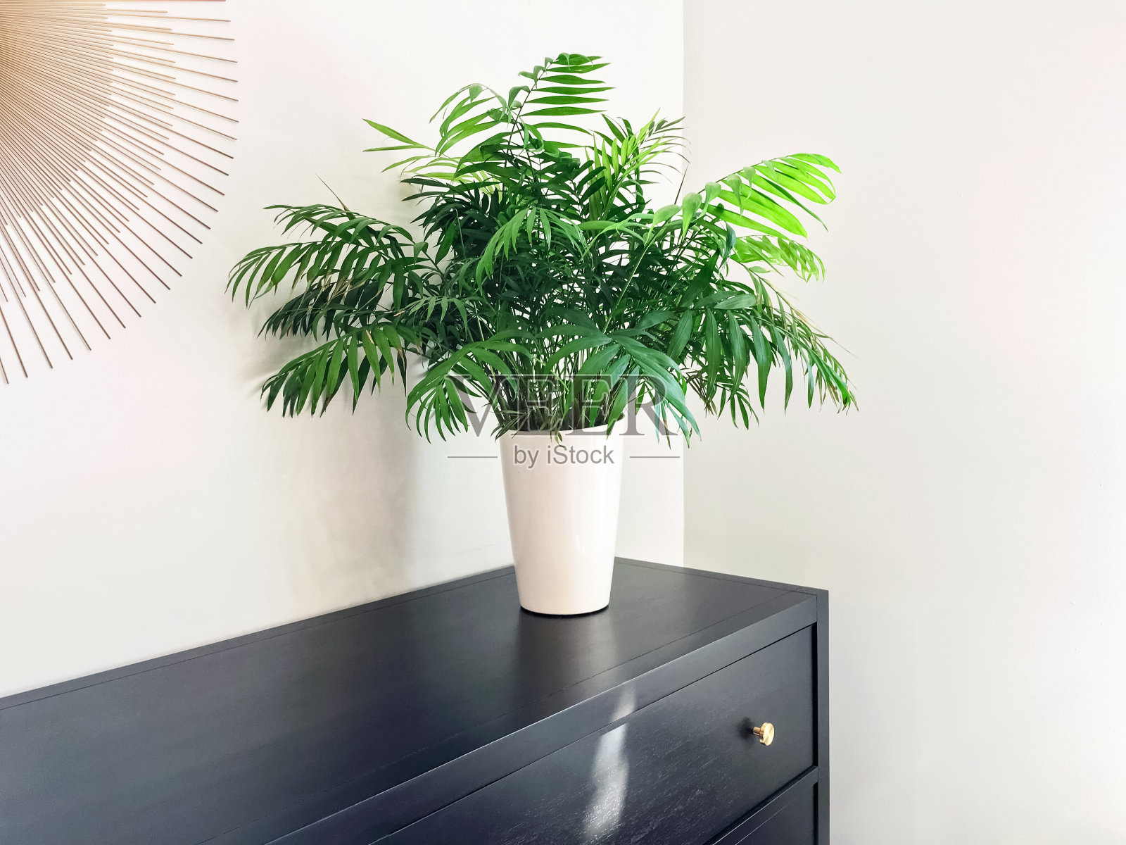 客厅棕榈植物装饰黑色木制梳妆台照片摄影图片