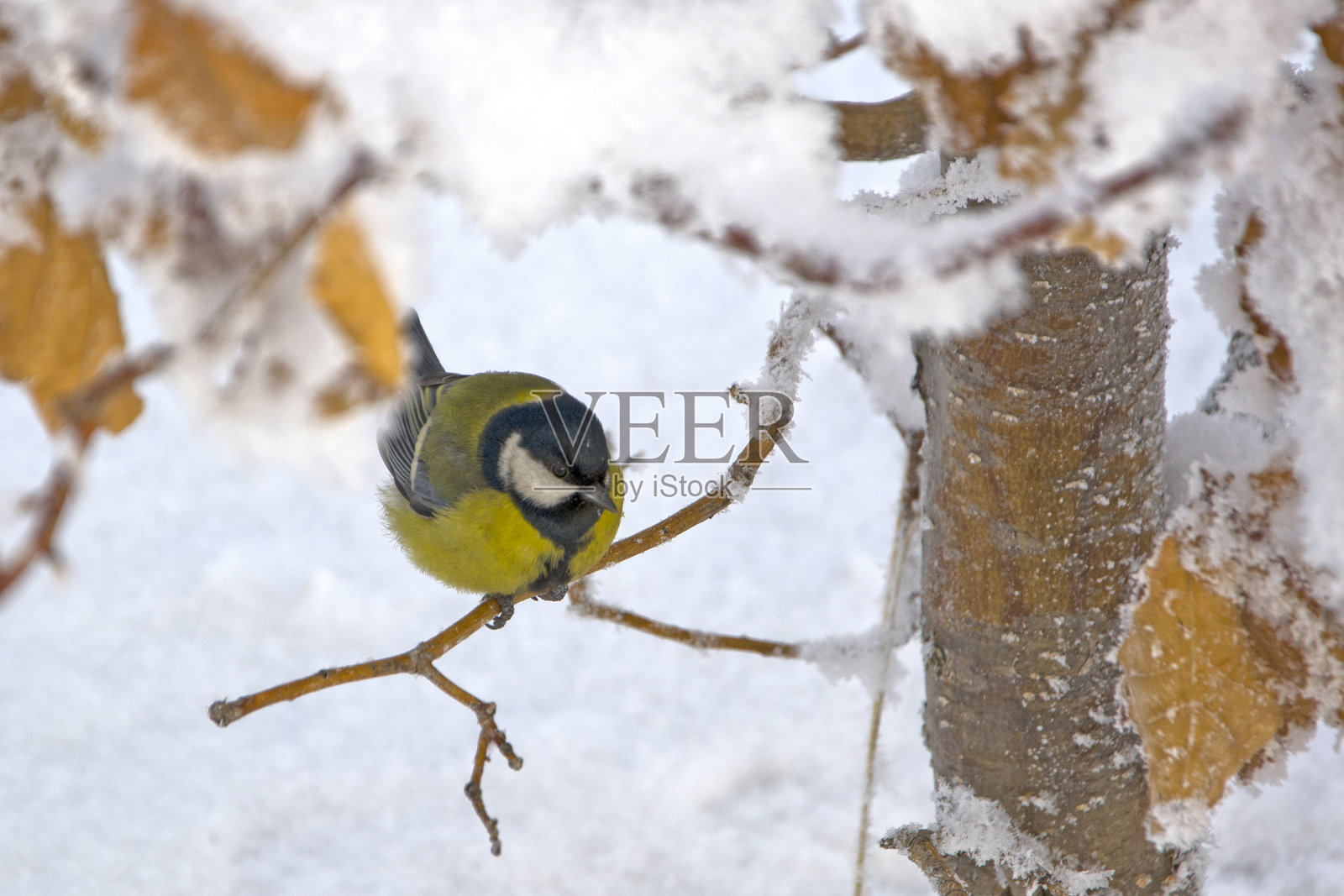 一只鸟坐在雪下的树枝上。冬天。不是飘落的黄叶照片摄影图片