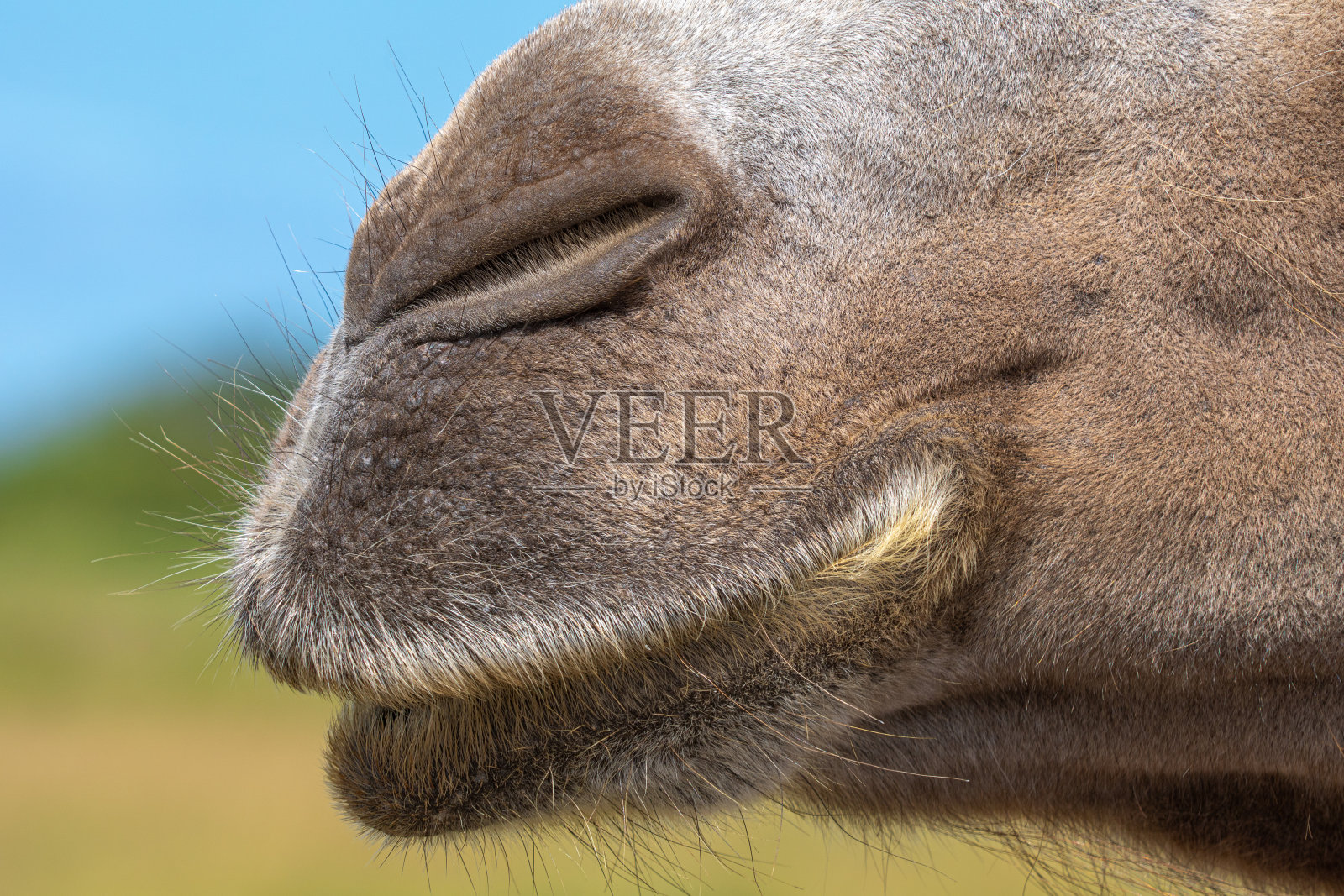 骆驼鼻子或口鼻的特写照片摄影图片
