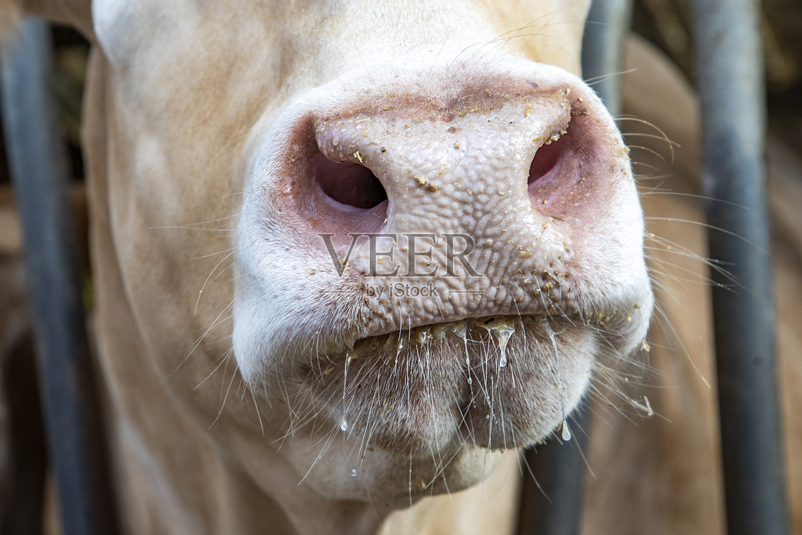 一个牛的鼻子和嘴的特写，流着口水和大的粉红色的鼻孔照片摄影图片