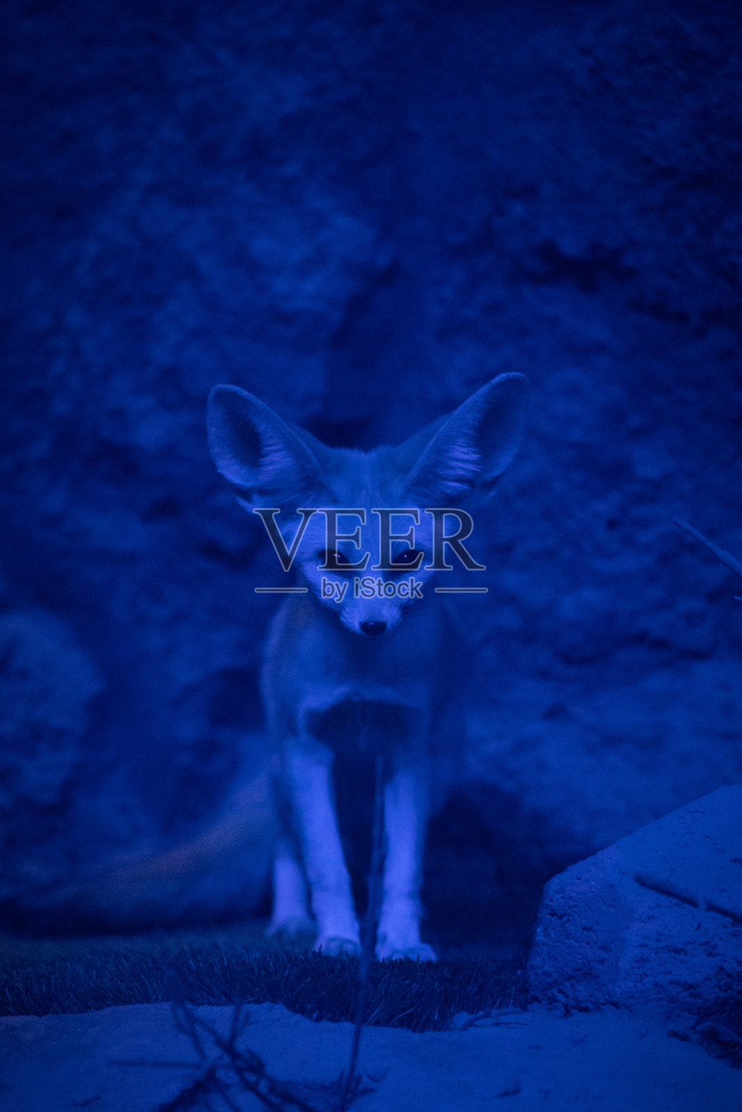 夜狐(Vulpes zerda)或沙漠狐照片摄影图片