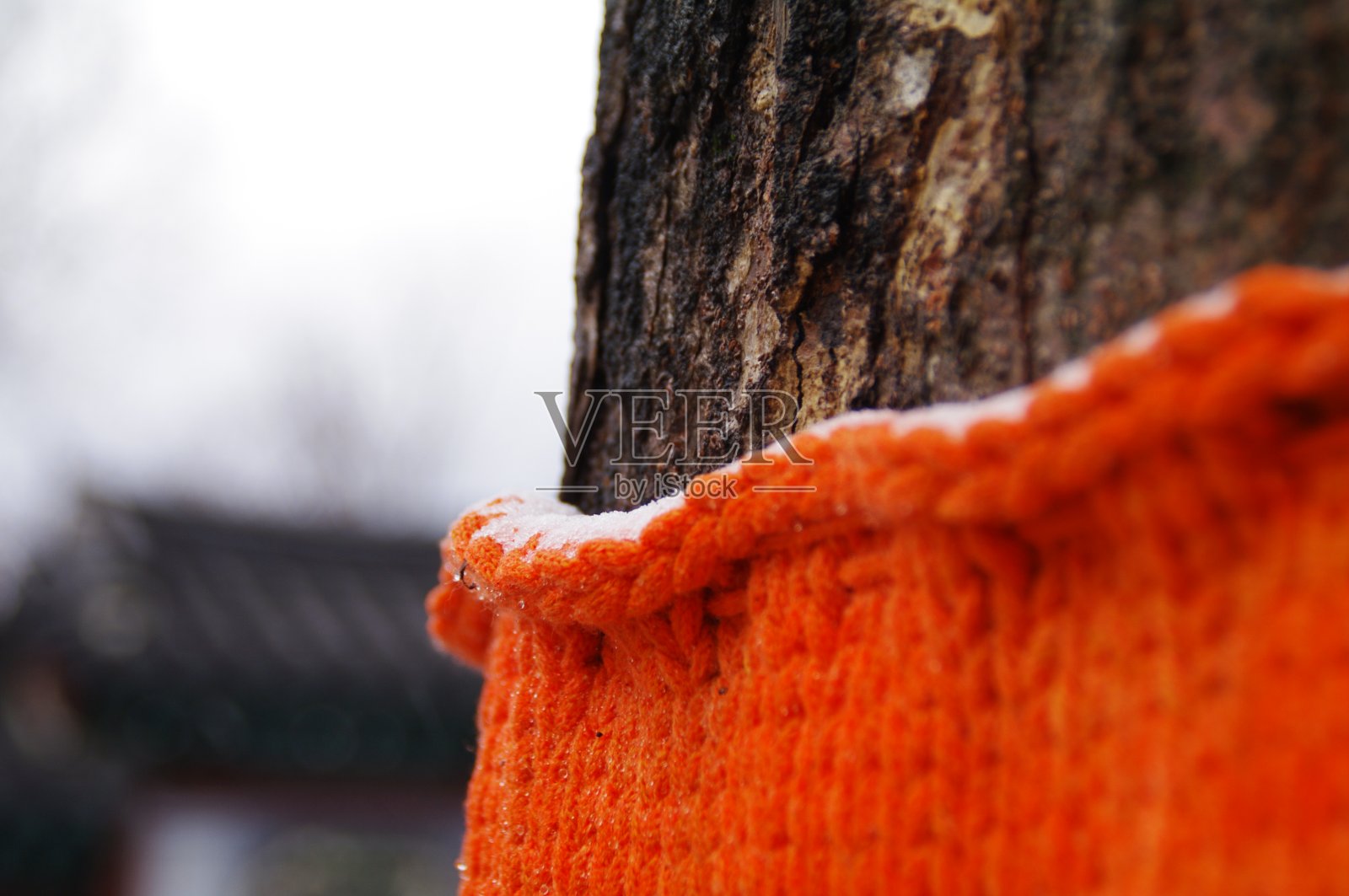 在韩国全州的树上度过“没事”的冬天照片摄影图片