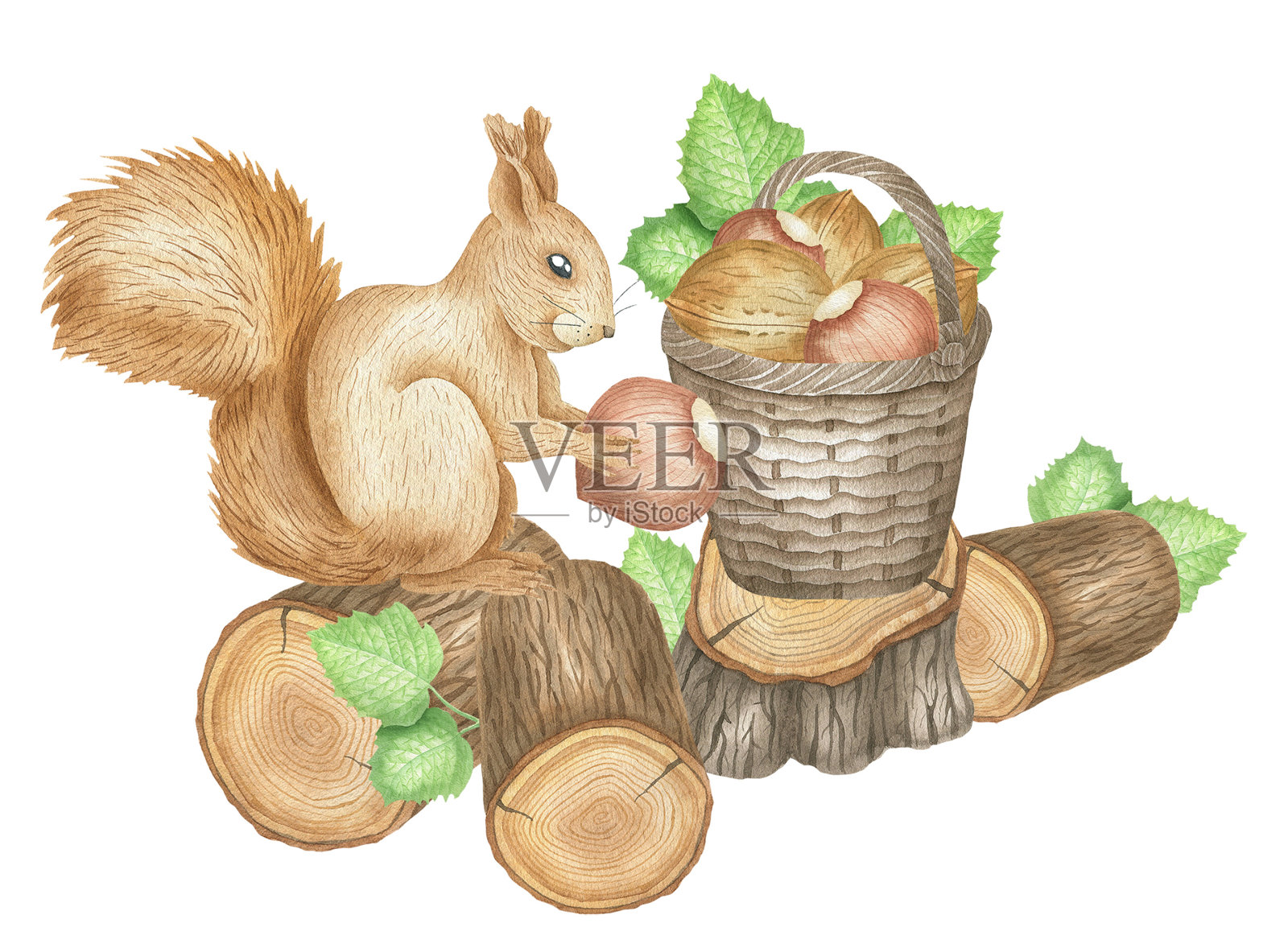 松鼠篮子的插图设计元素图片