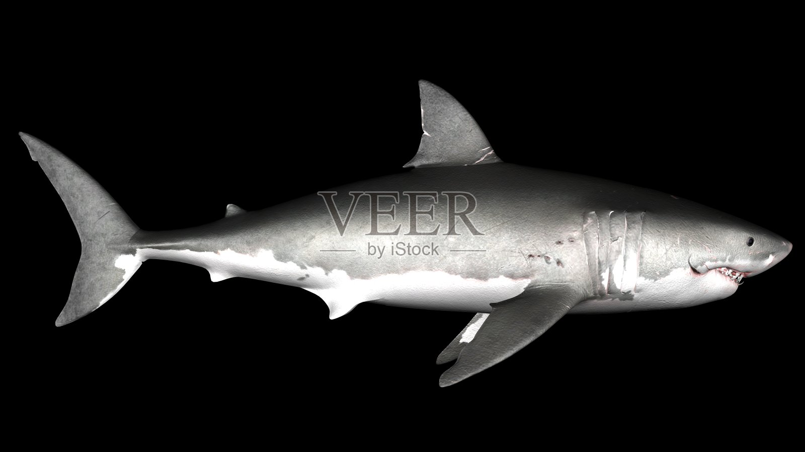 大白鲨被隔离。侧角3D渲染照片摄影图片