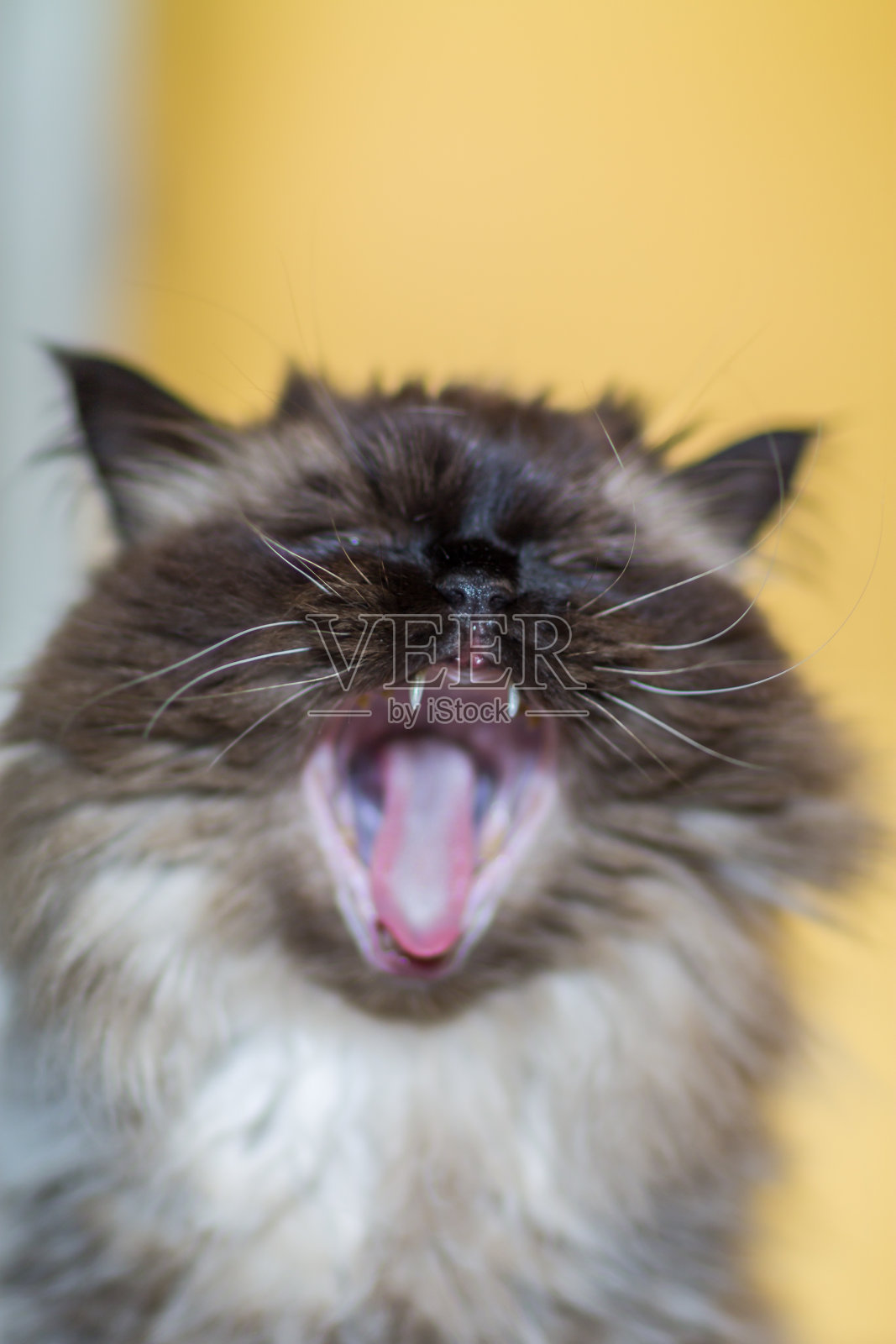 喜马拉雅猫的肖像，张着嘴，打哈欠照片摄影图片