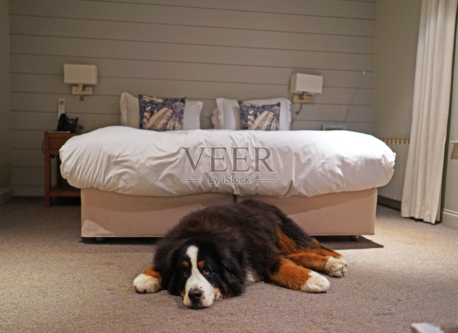 在一家对狗友好的酒店里，大伯恩斯山地犬就睡在床旁边的地板上。康沃尔郡,英格兰照片摄影图片