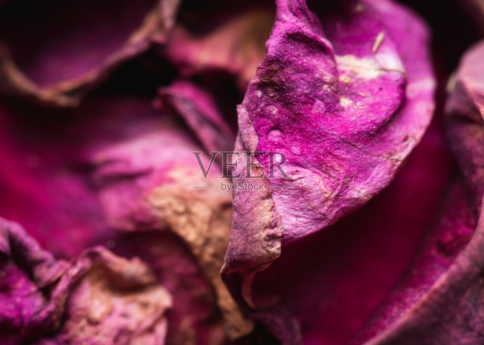褪色的玫瑰花瓣照片摄影图片