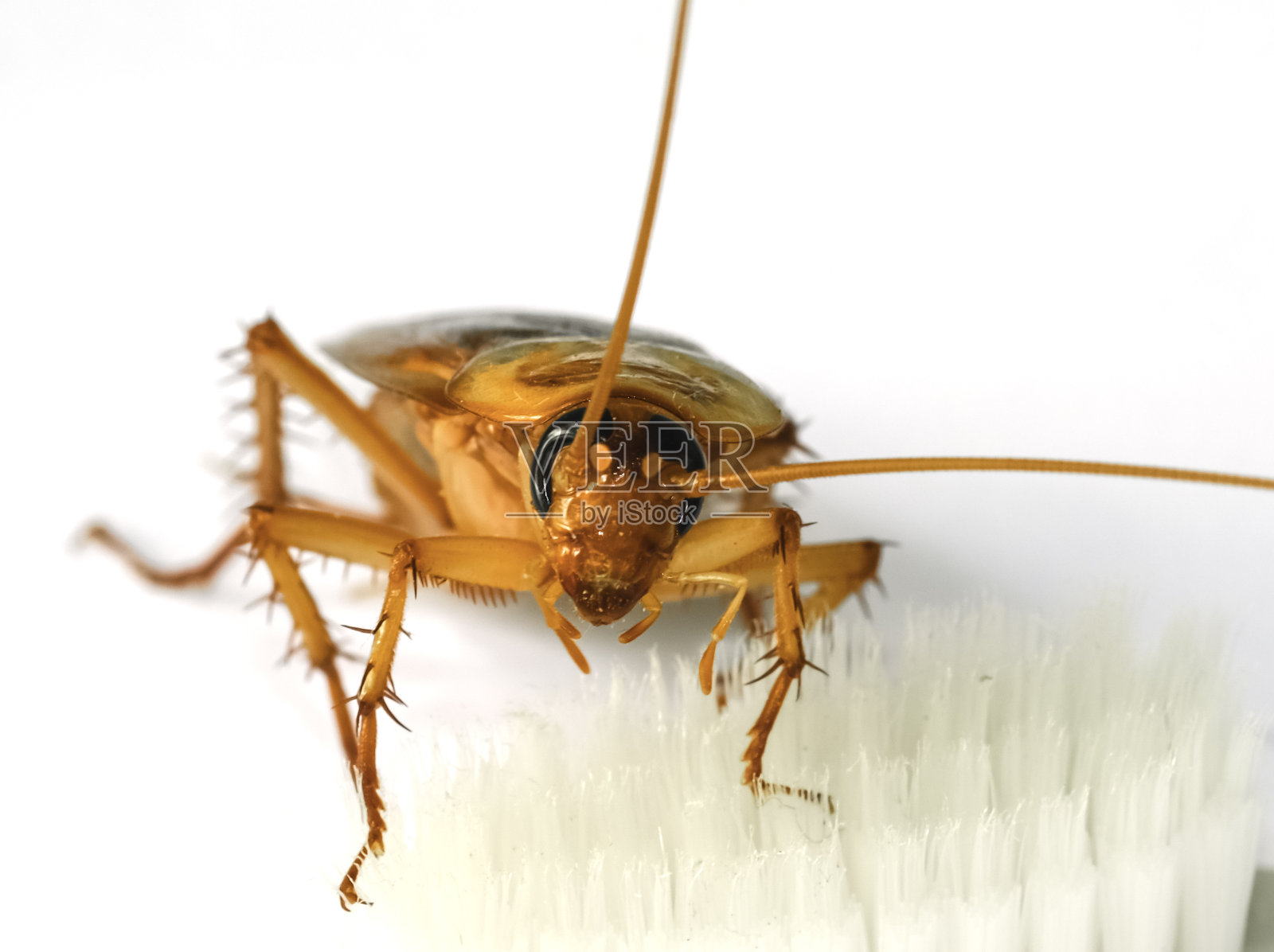宏观蟑螂头在白色软牙刷iso白色背景照片摄影图片