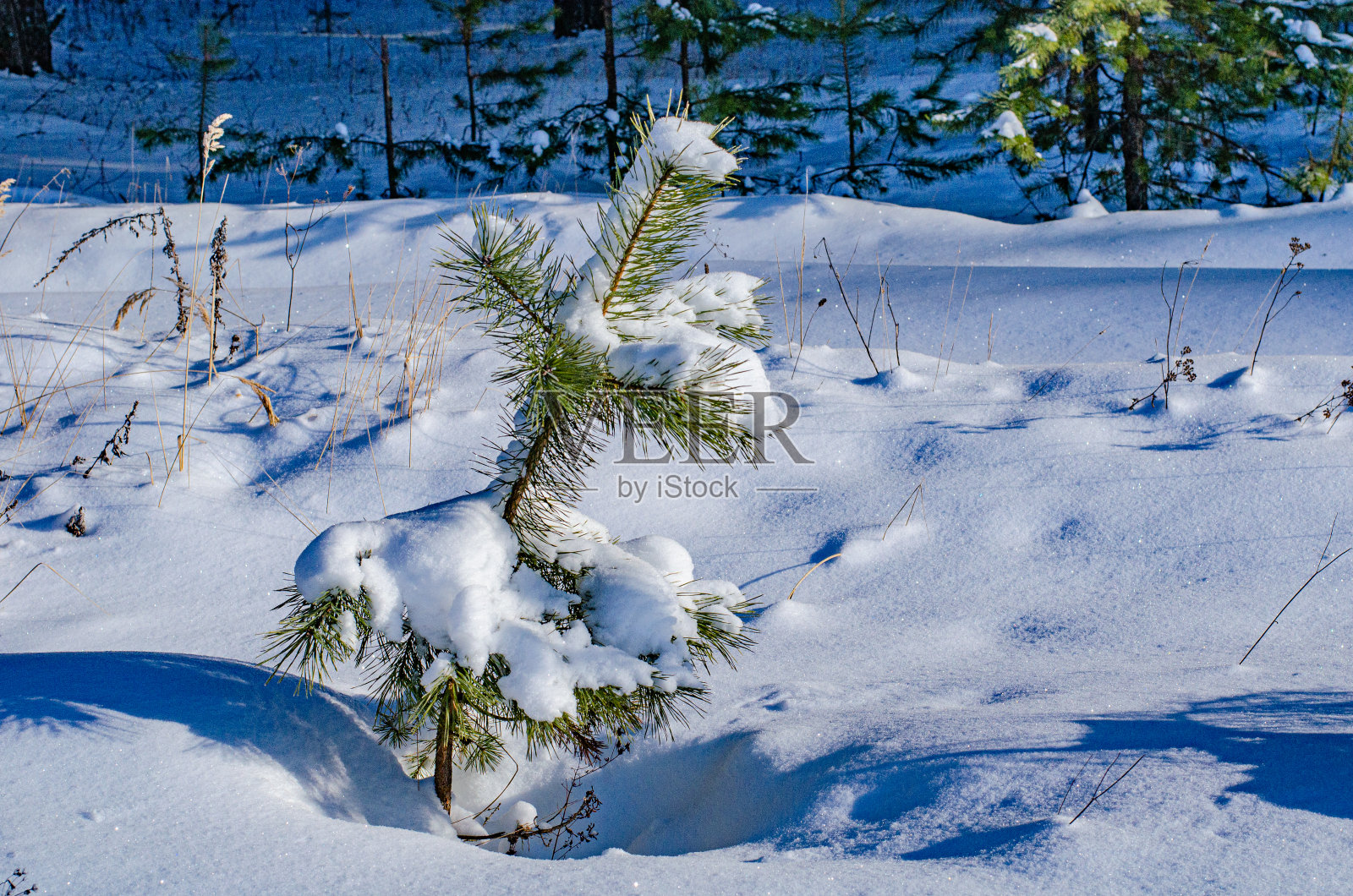冬季景观松林。树和树枝被雪覆盖着，雪在阳光下闪闪发光。寒冷的新鲜健康的空气。野生动物照片摄影图片