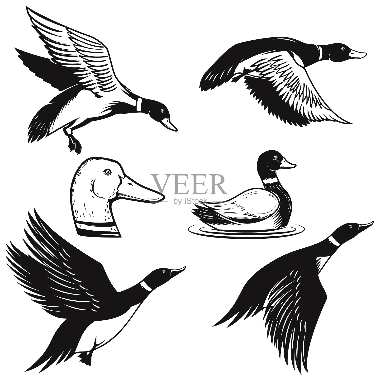 一套野鸭插图。鸭在飞，鸭在水里游。设计元素的标签，标志，海报，卡片，横幅。矢量图设计元素图片