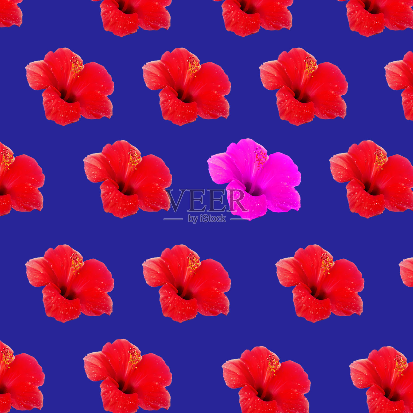 大花芙蓉红色芙蓉玫瑰图案背景上的蓝色背景照片摄影图片