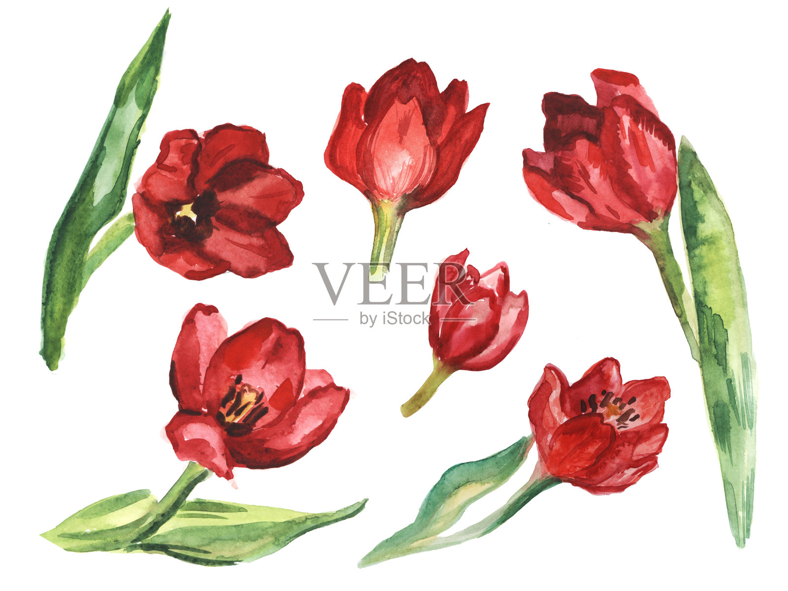 水彩一套红色郁金香花。水彩植物绘画。孤立在白色背景上。插画图片素材