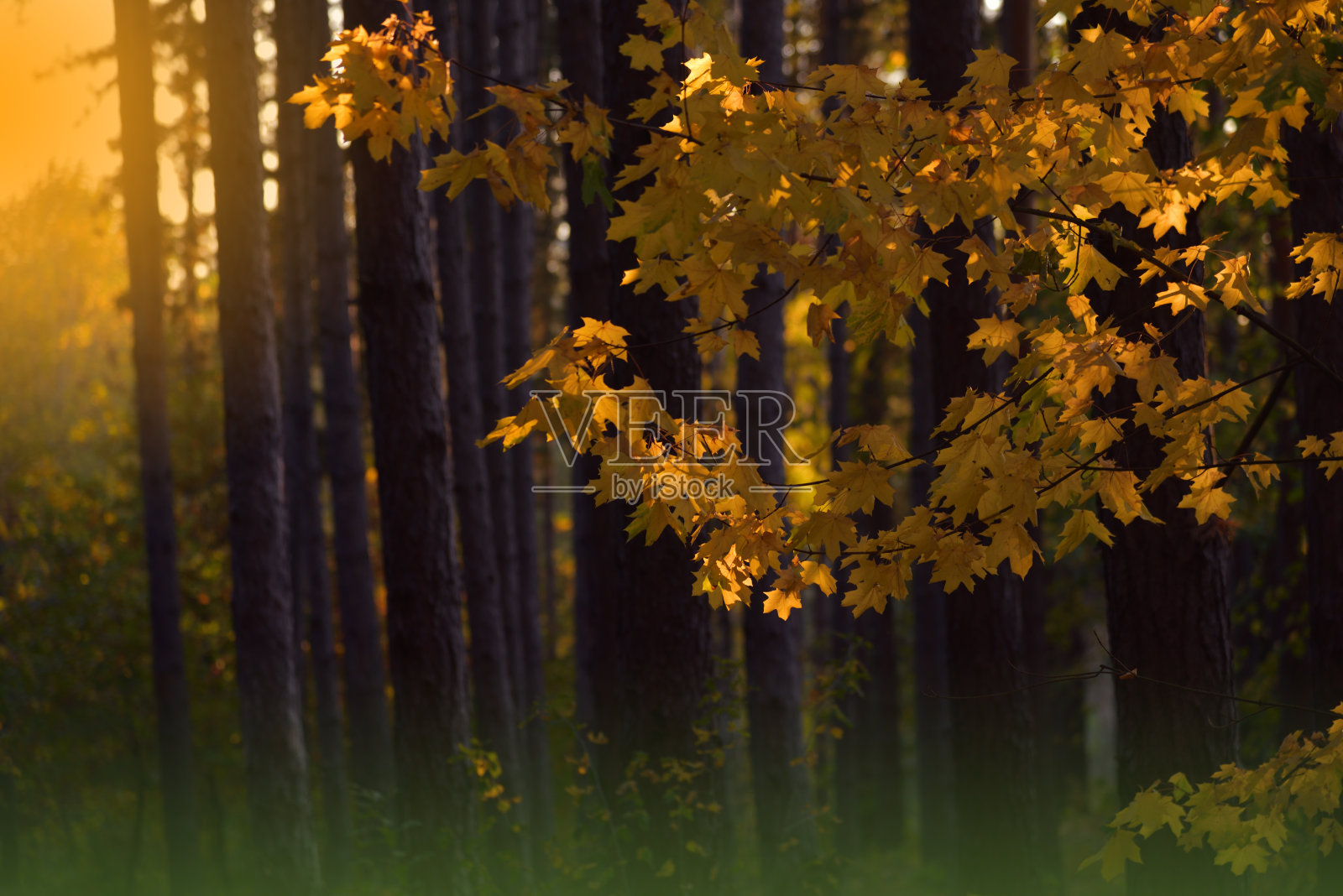 纹理背景。古色古香的秋色景色。橙色的自然背景。创意艺术墙纸。艺术摄影。森林里的秋天。秋天树叶。秋天的风景-黄树和秋天的树叶。艺术作品。照片摄影图片