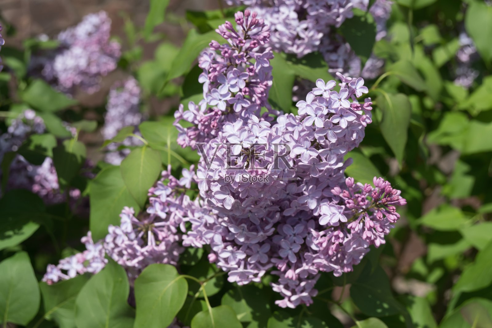 淡紫色的一般的花序(晚。Syrínga vulgáris)在春天绿叶的背景上。照片摄影图片