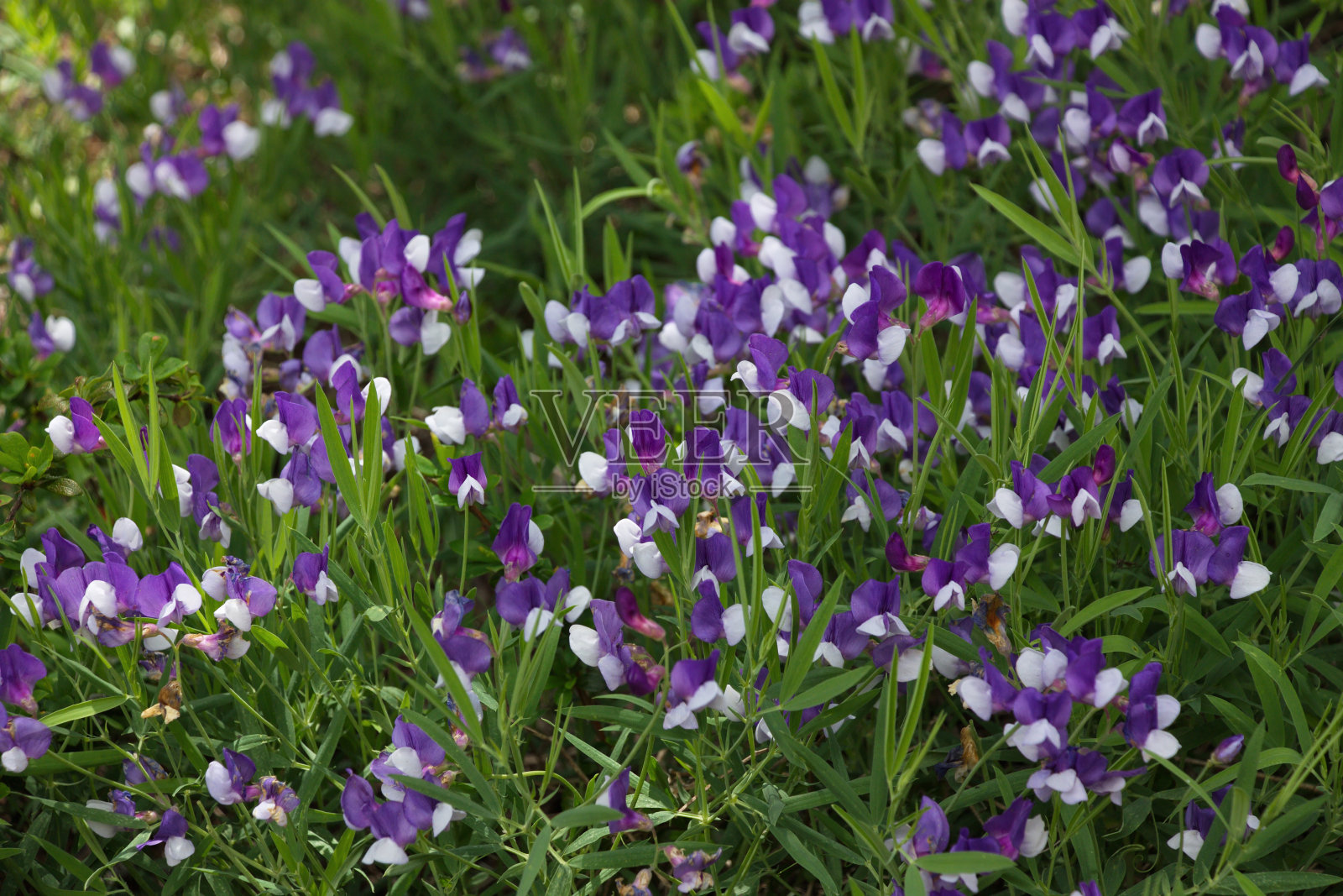 花的背景从白紫色的花照片摄影图片