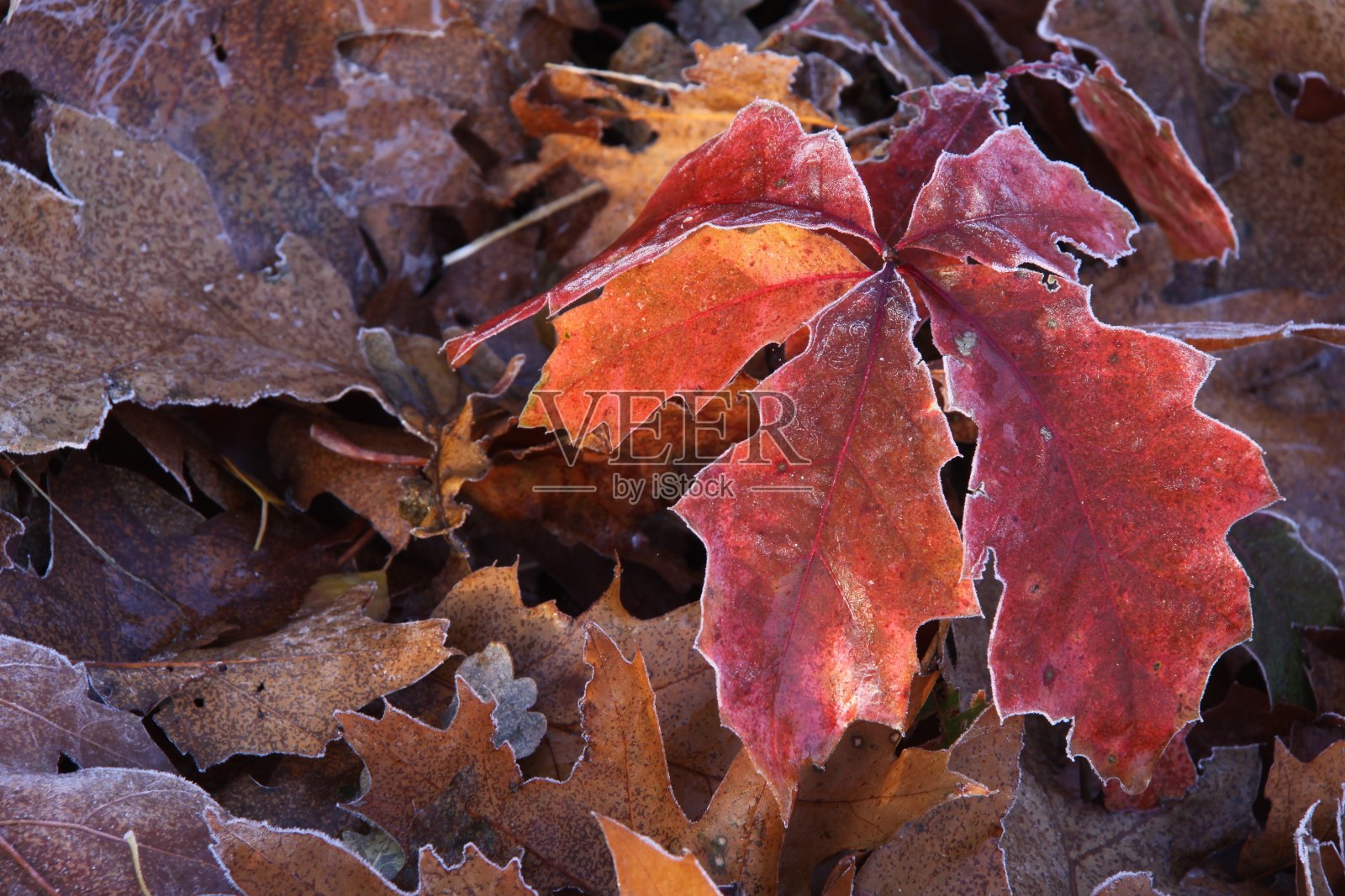 霜冻期间美国橡树的秋叶。照片摄影图片