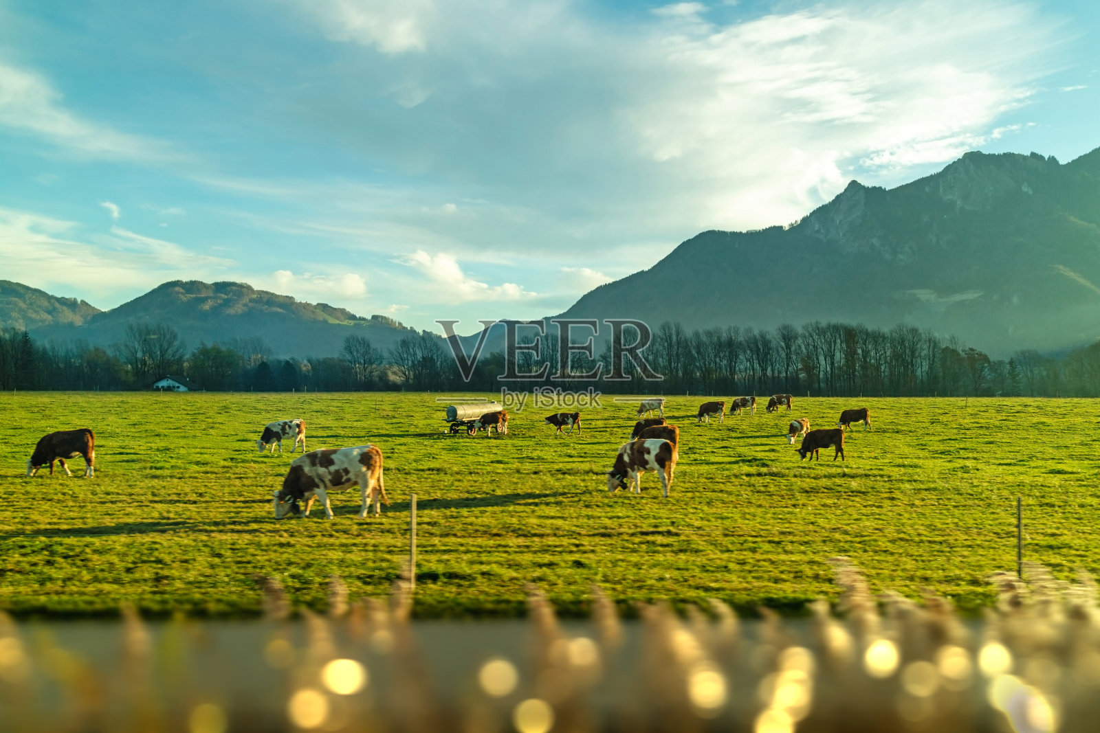 在一个春日里，许多牛在草地上吃草。照片摄影图片