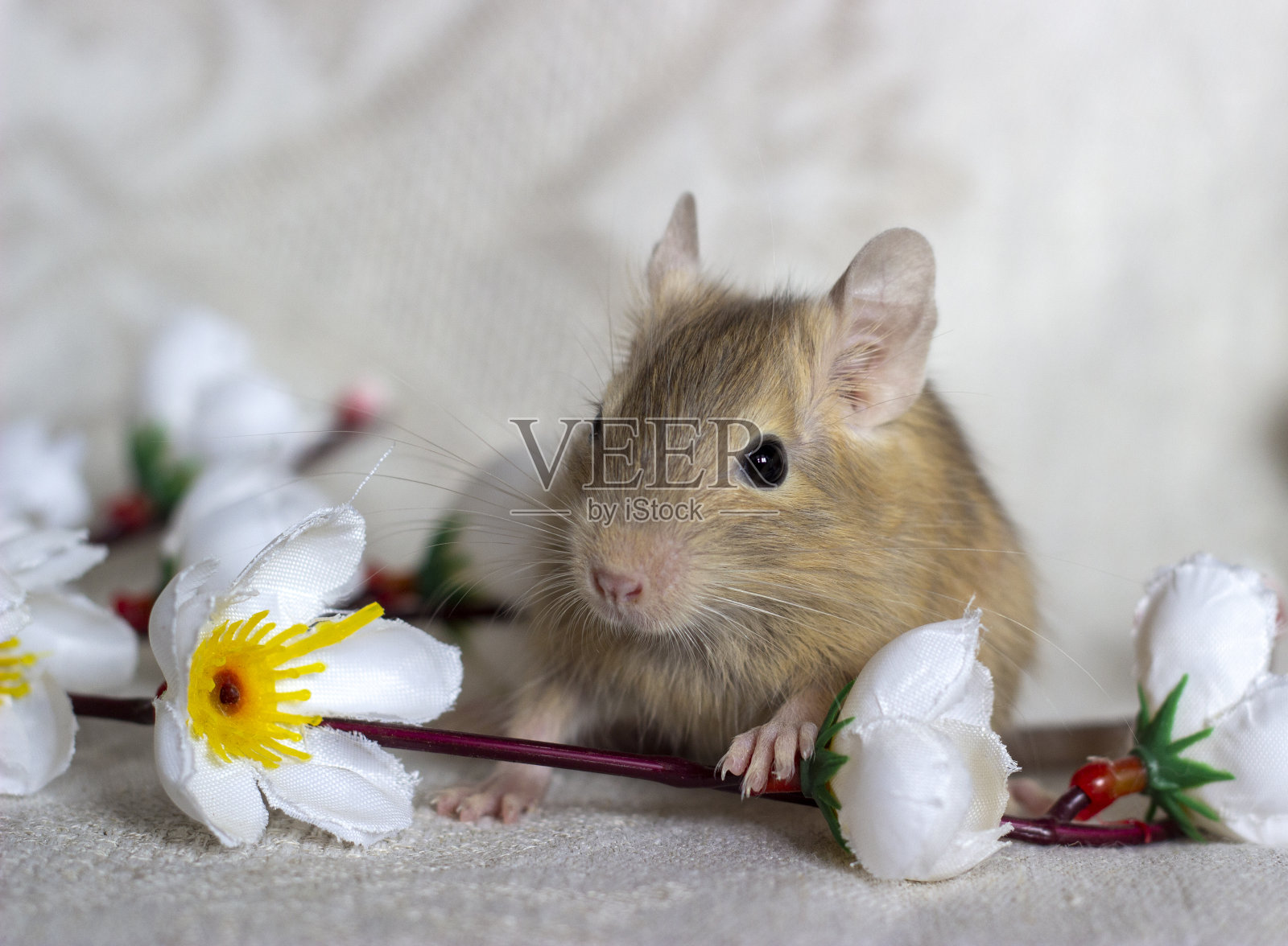 松鼠degu坐在花丛中。小松鼠。颜色-沙子。照片摄影图片