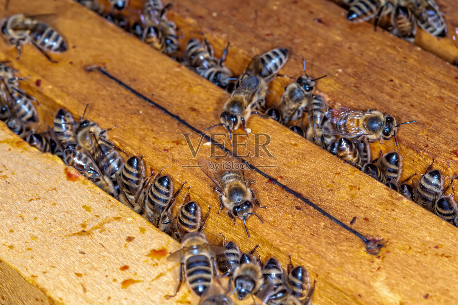 蜂房中蜂窝上的一群蜜蜂照片摄影图片