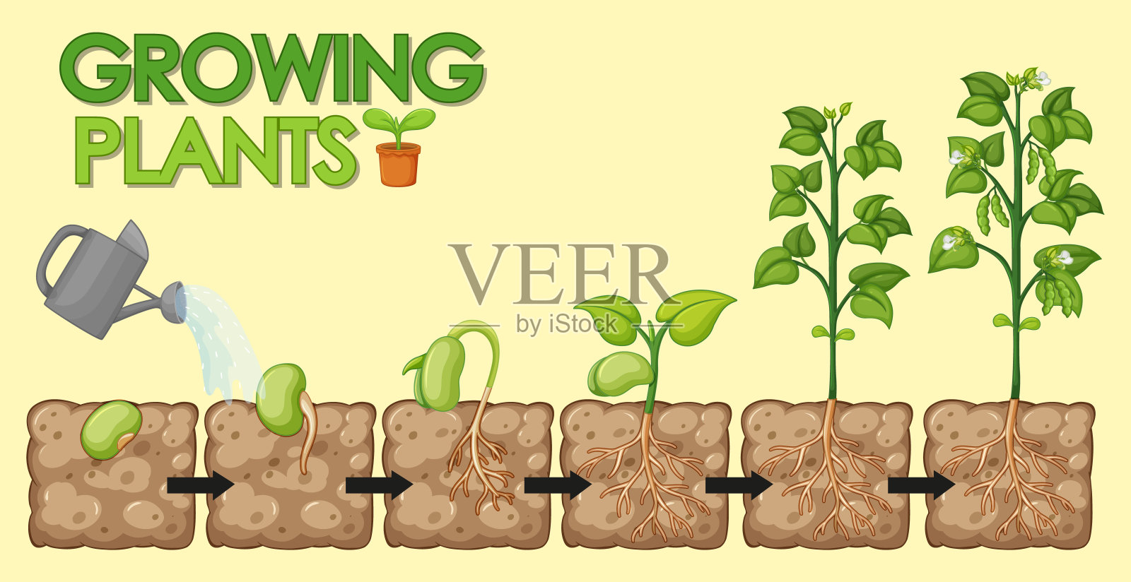 图显示植物如何从种子生长到豆类插画图片素材