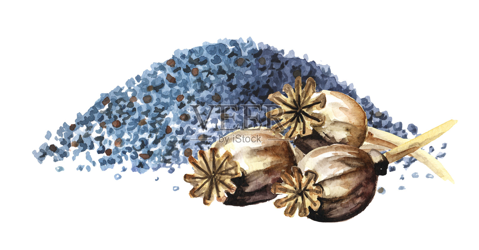 蓝色的罂粟籽和干燥的罂粟头。手绘水彩插图，孤立的白色背景插画图片素材