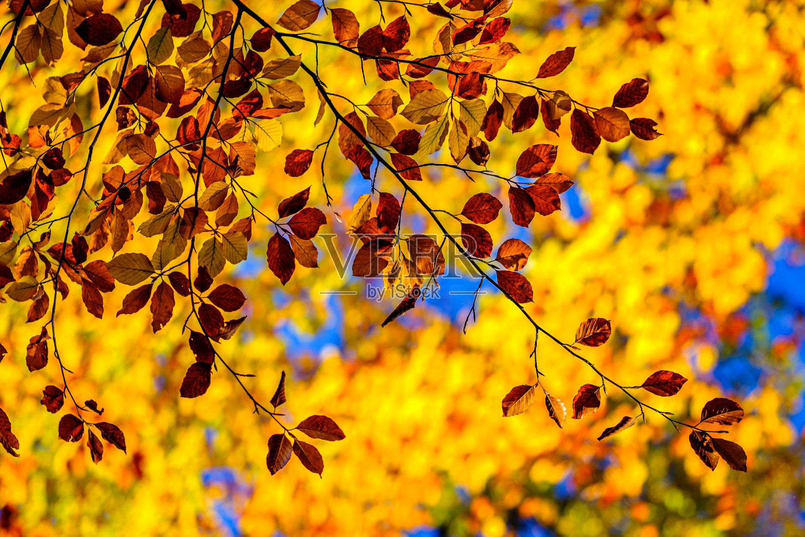 树叶在秋天照片摄影图片