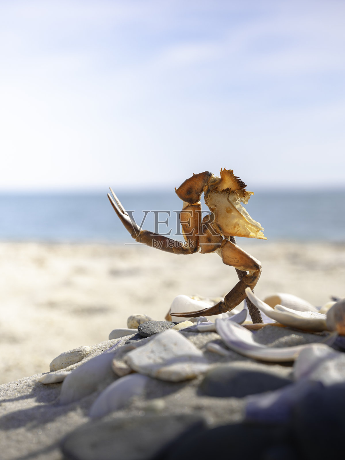 在海滩上的贝壳上摆出螃蟹腿的造型照片摄影图片