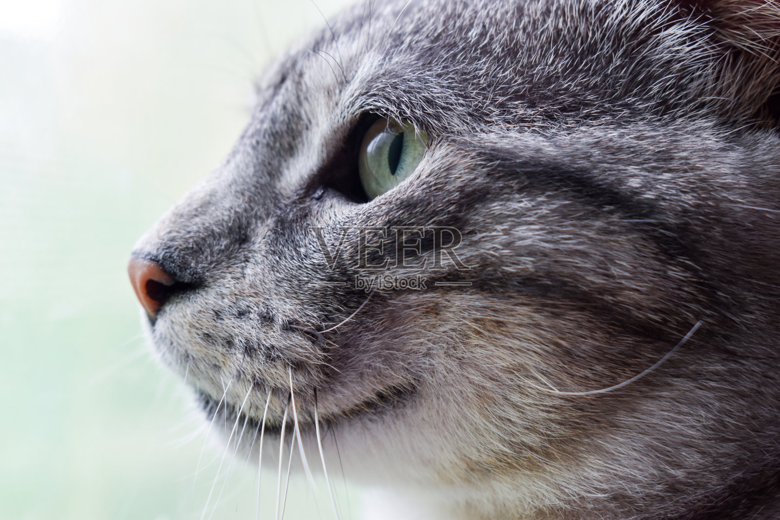 一只漂亮的灰虎斑猫从窗户往外看照片摄影图片