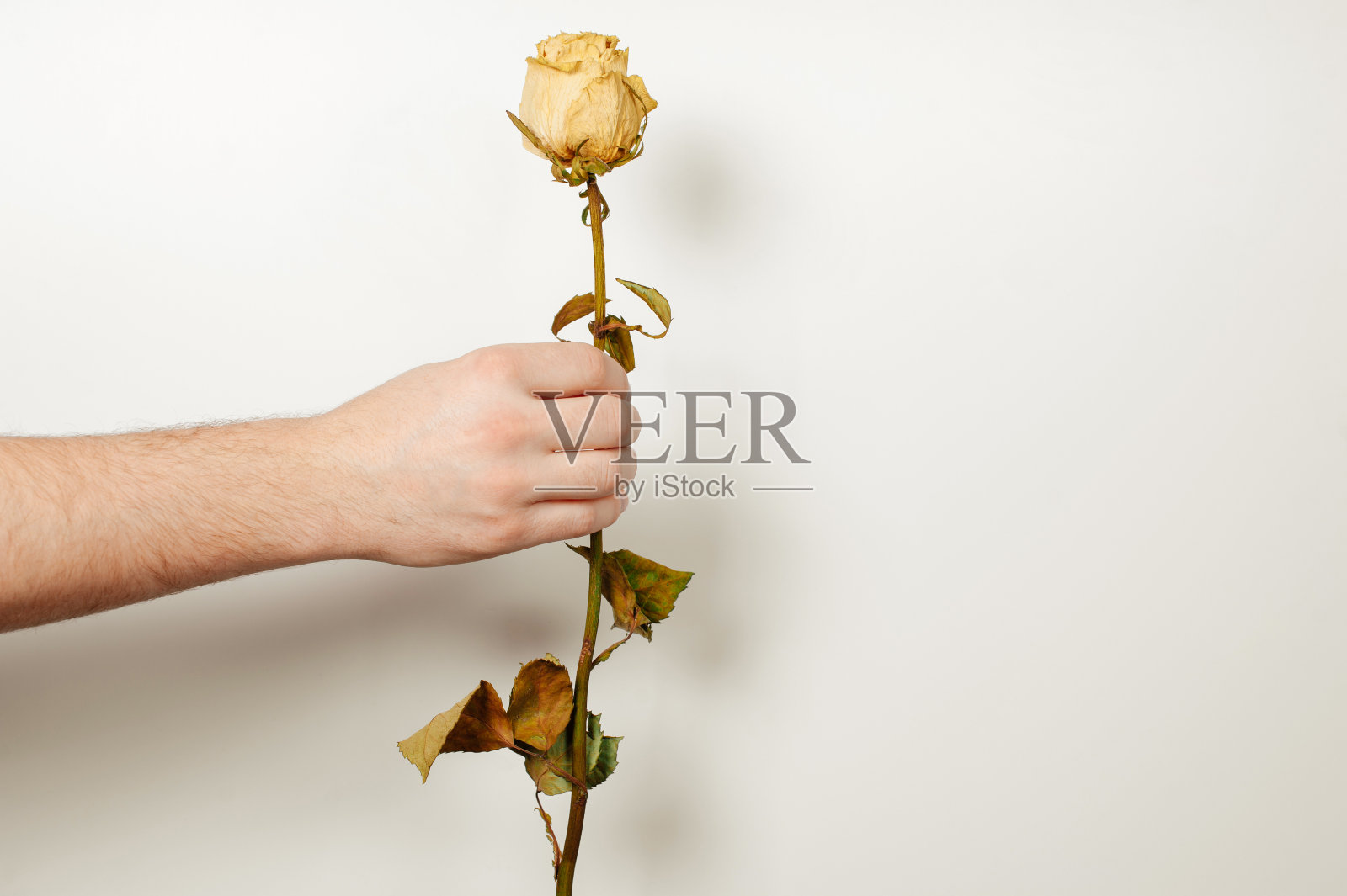 男人的手给黄色的干玫瑰照片摄影图片