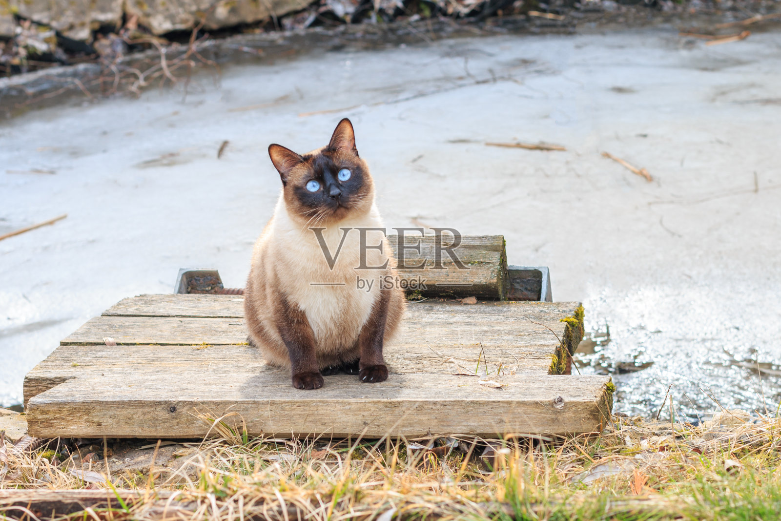 户外一只蓝眼睛的暹罗猫照片摄影图片