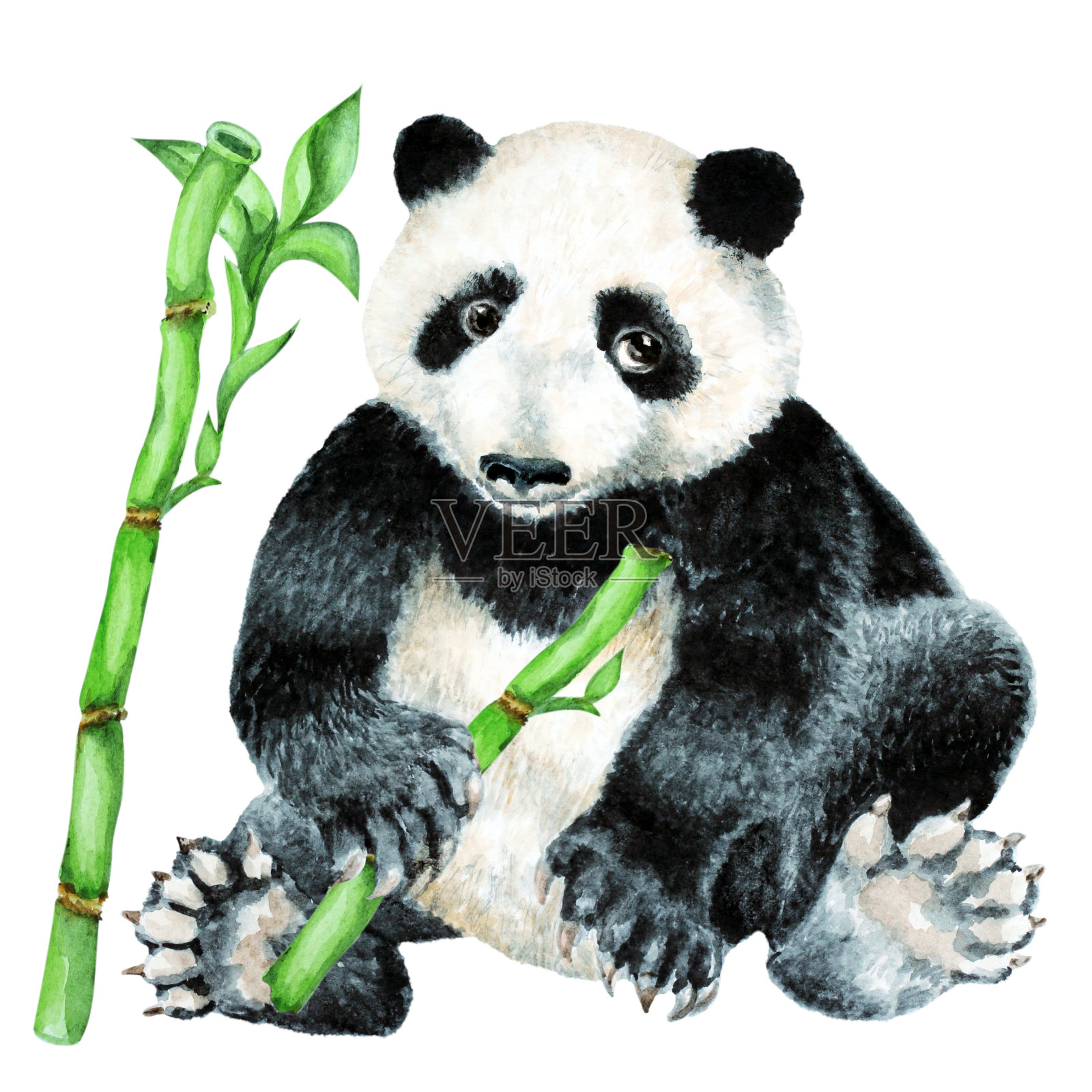 熊猫幼崽和竹子在白色的背景，手绘水彩。插画图片素材
