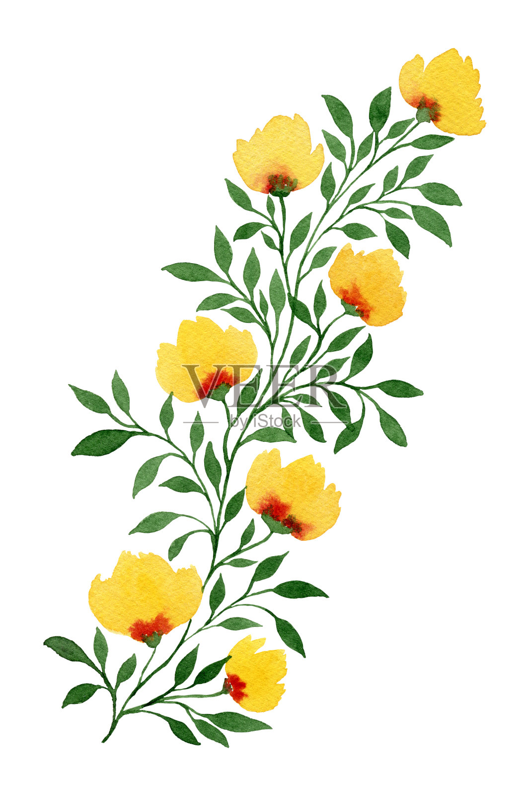黄色的花朵孤立在白色的背景上，可爱而简单的水彩春季花卉设计插画图片素材
