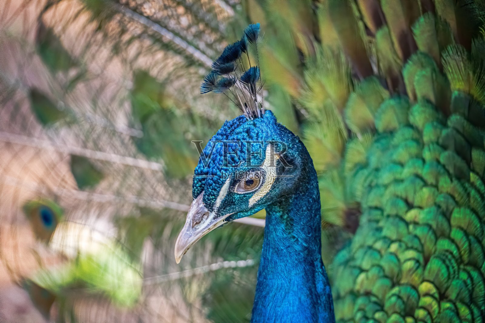 孔雀的头与美丽的绿色尾巴。照片摄影图片