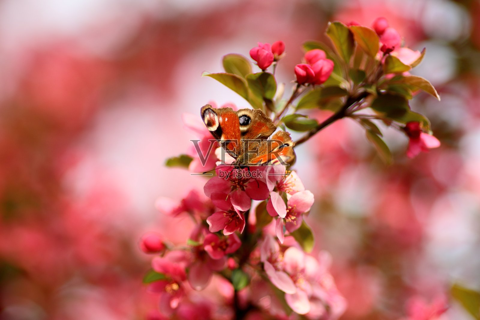 在一棵苹果树开花的树枝上的蝴蝶。照片摄影图片