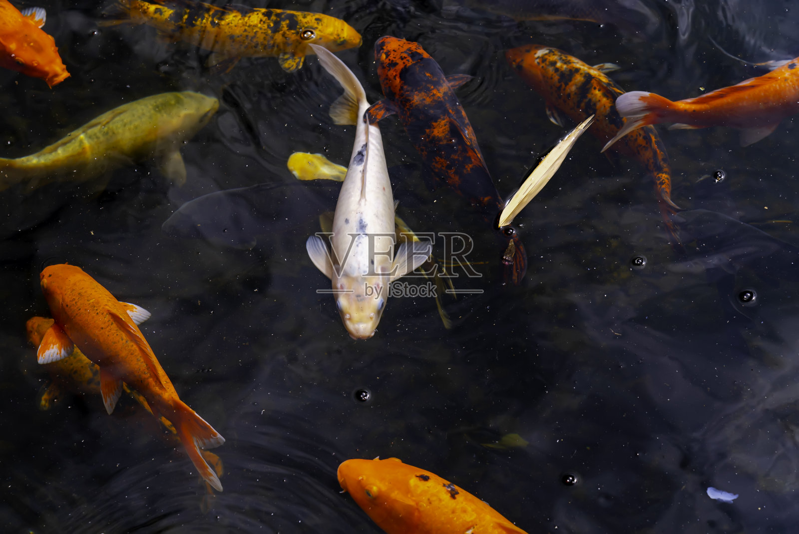 在宁静的池水中游动的五颜六色的锦鲤。美丽的日本池鱼与各种颜色。动态鱼运动。照片摄影图片