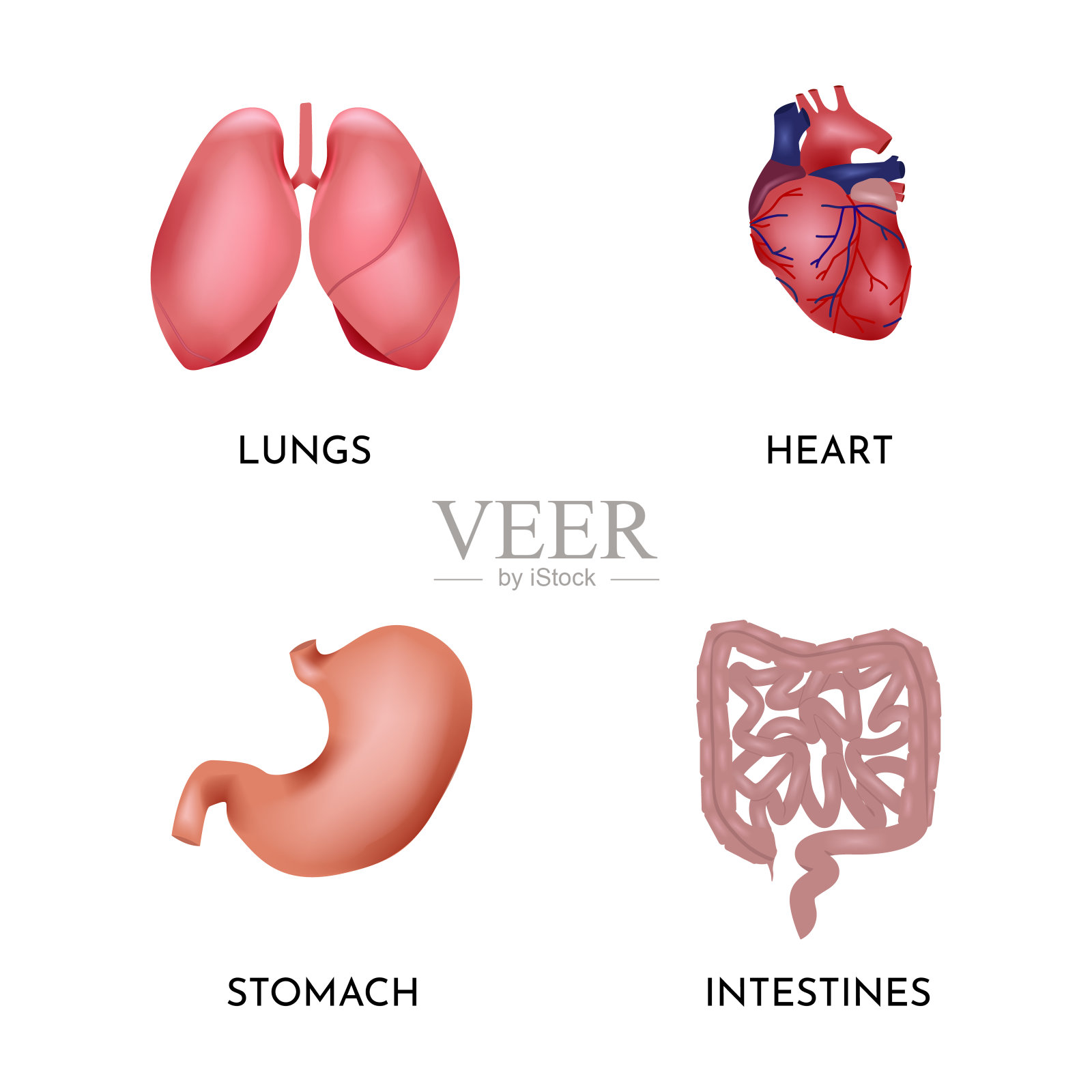 人体器官包括肺，心脏，胃，肠。人体器官结构设计元素图片
