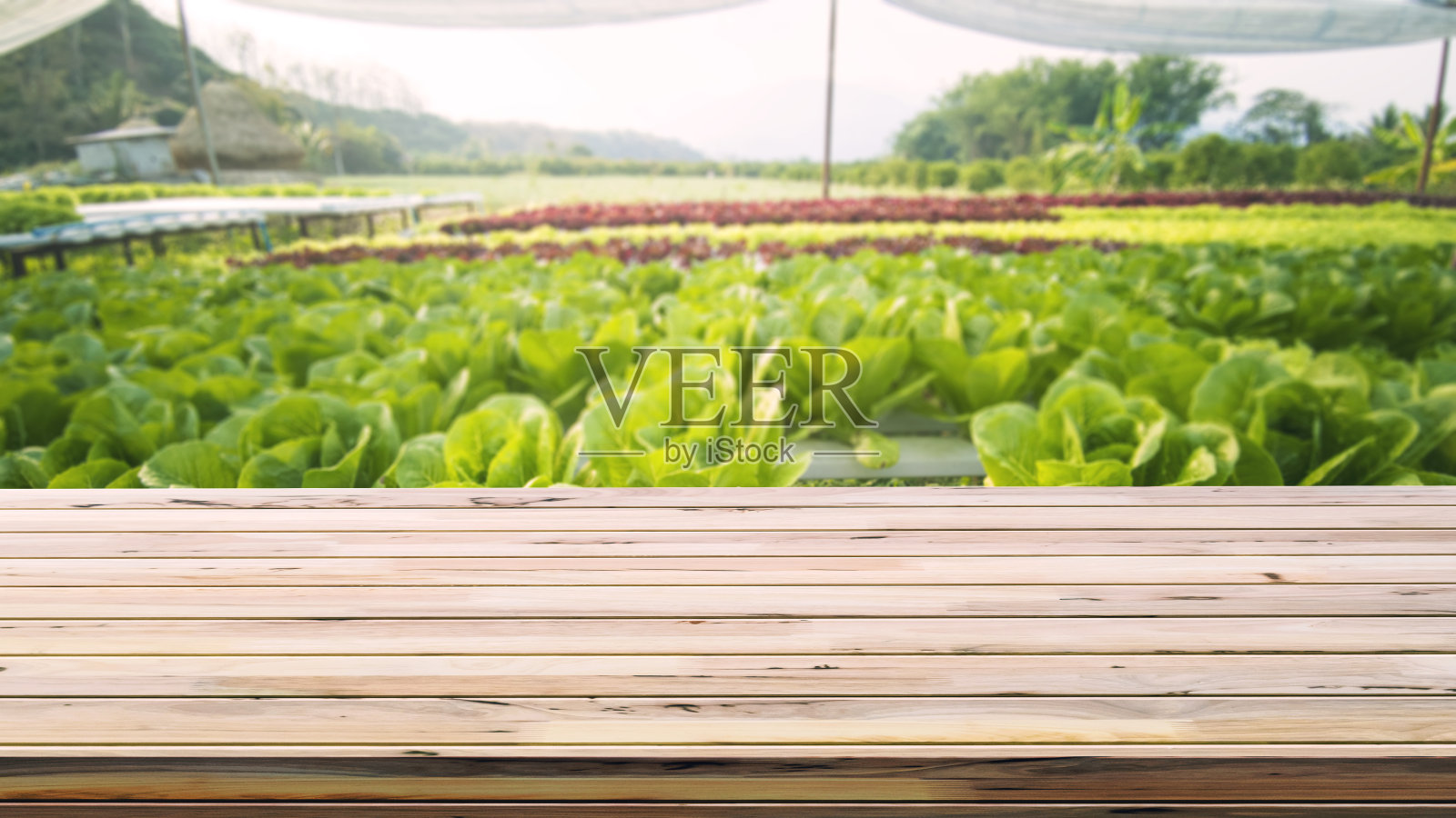 餐桌与水培蔬菜农场。照片摄影图片