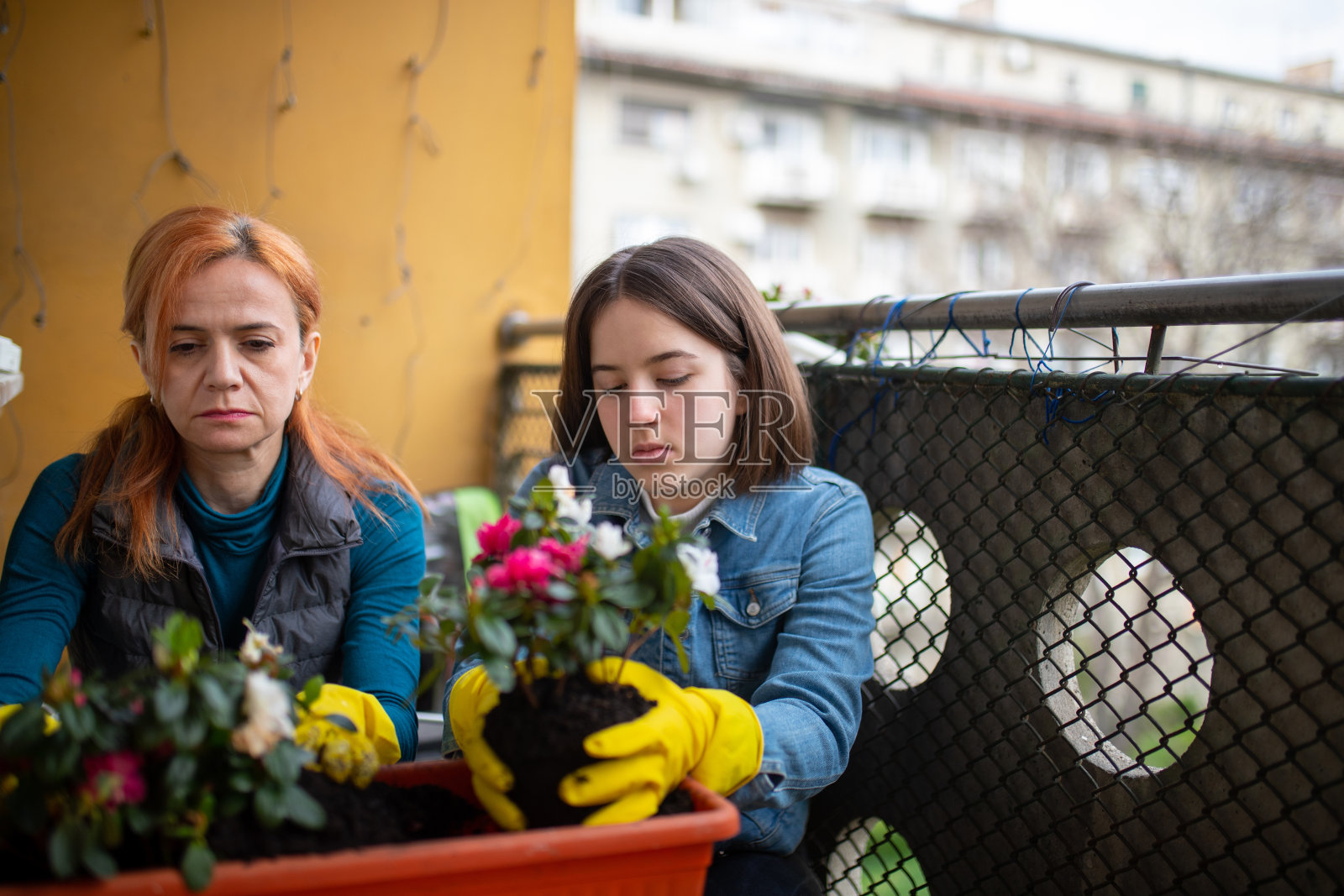 母亲和女儿在阳台上种植，冠状病毒封锁照片摄影图片