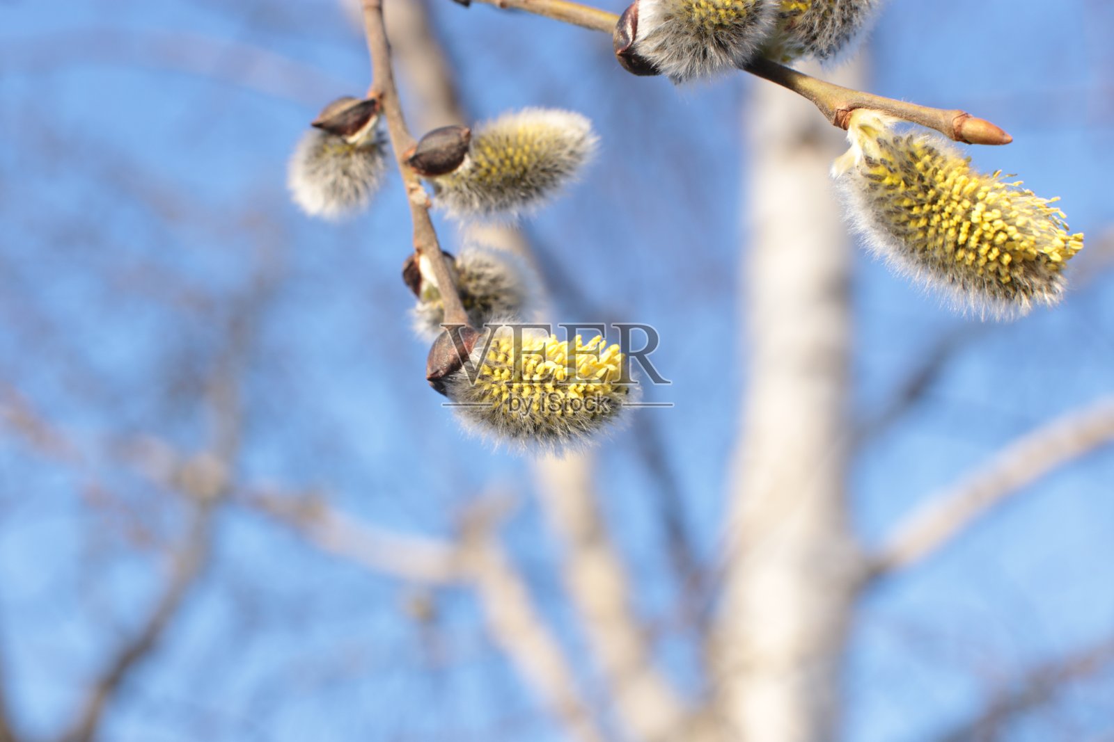 微距照片裸树枝干小芽蓝天自然春光背景照片摄影图片