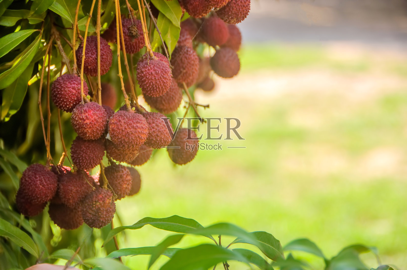 新鲜成熟的红色荔枝果实挂在花园里的荔枝树上。照片摄影图片