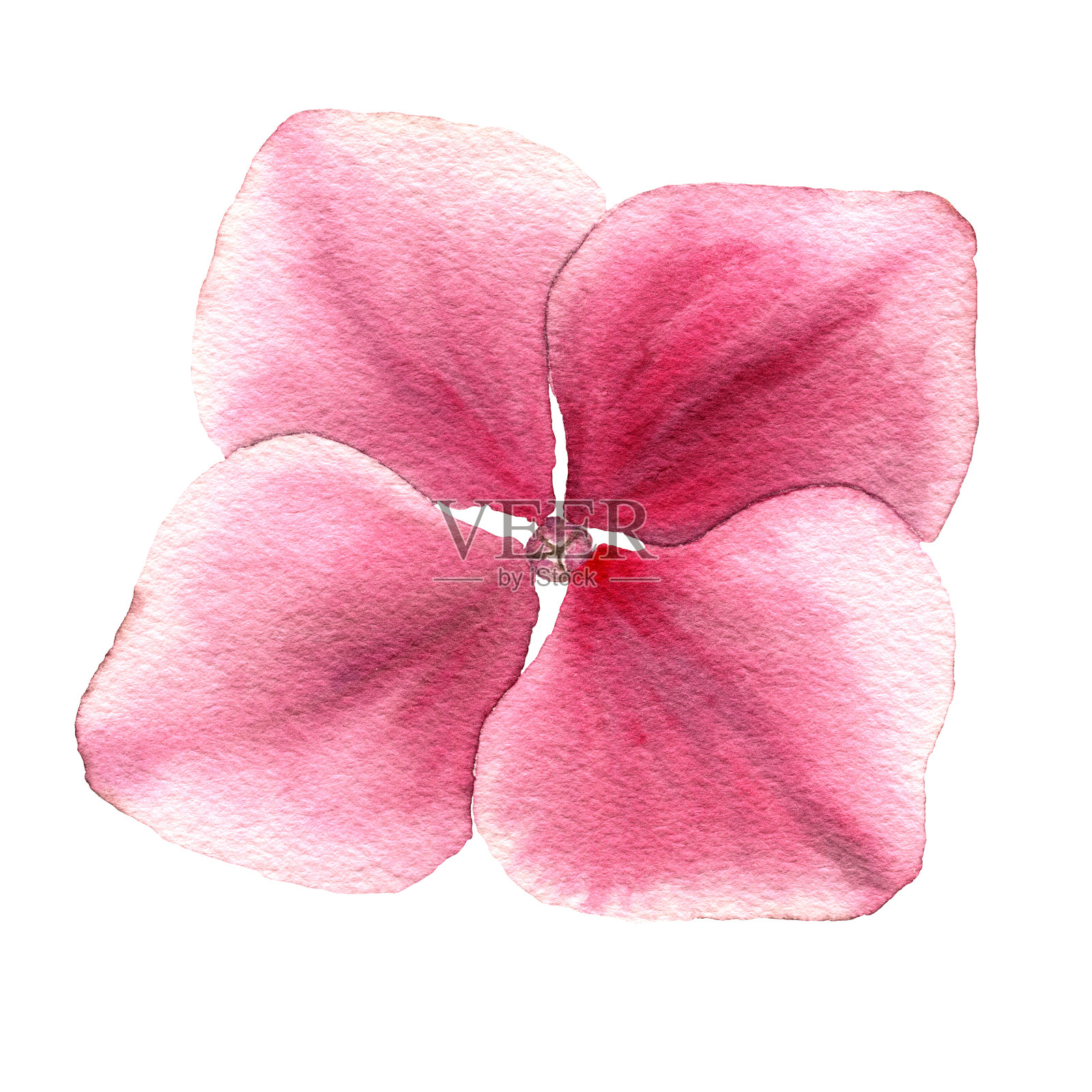 现实的单粉红绣球花孤立在白色，手绘植物水彩插图，花卉设计元素插画图片素材